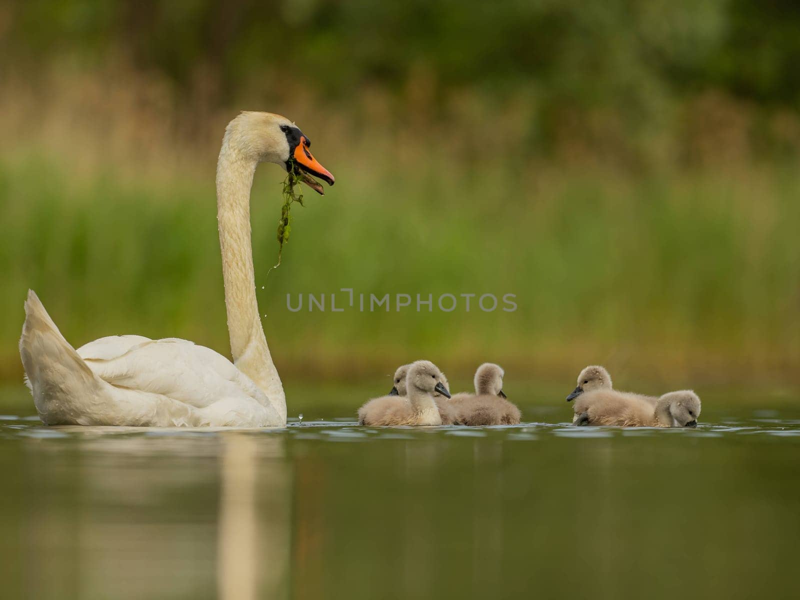 Adult mute swan with babies on the water, close-up photography, green scenery. by NatureTron
