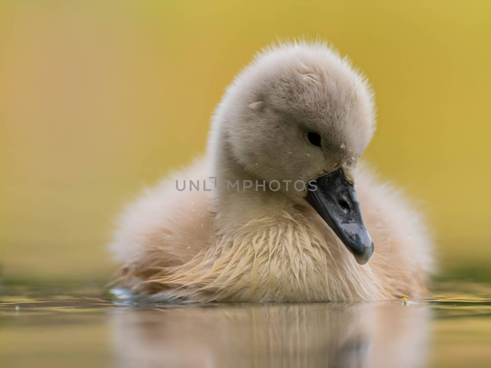 A close-up photograph captures a young mute swan gracefully floating on the water amidst the soothing green surroundings, showcasing the beauty of nature.