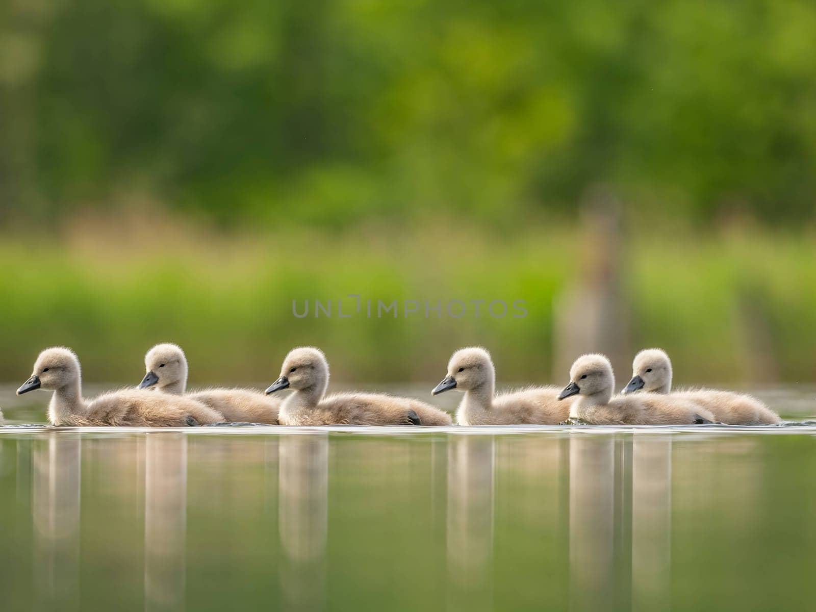 A close-up photograph captures young mute swans gracefully floating on the water amidst the soothing green scenery, portraying the serenity of nature.