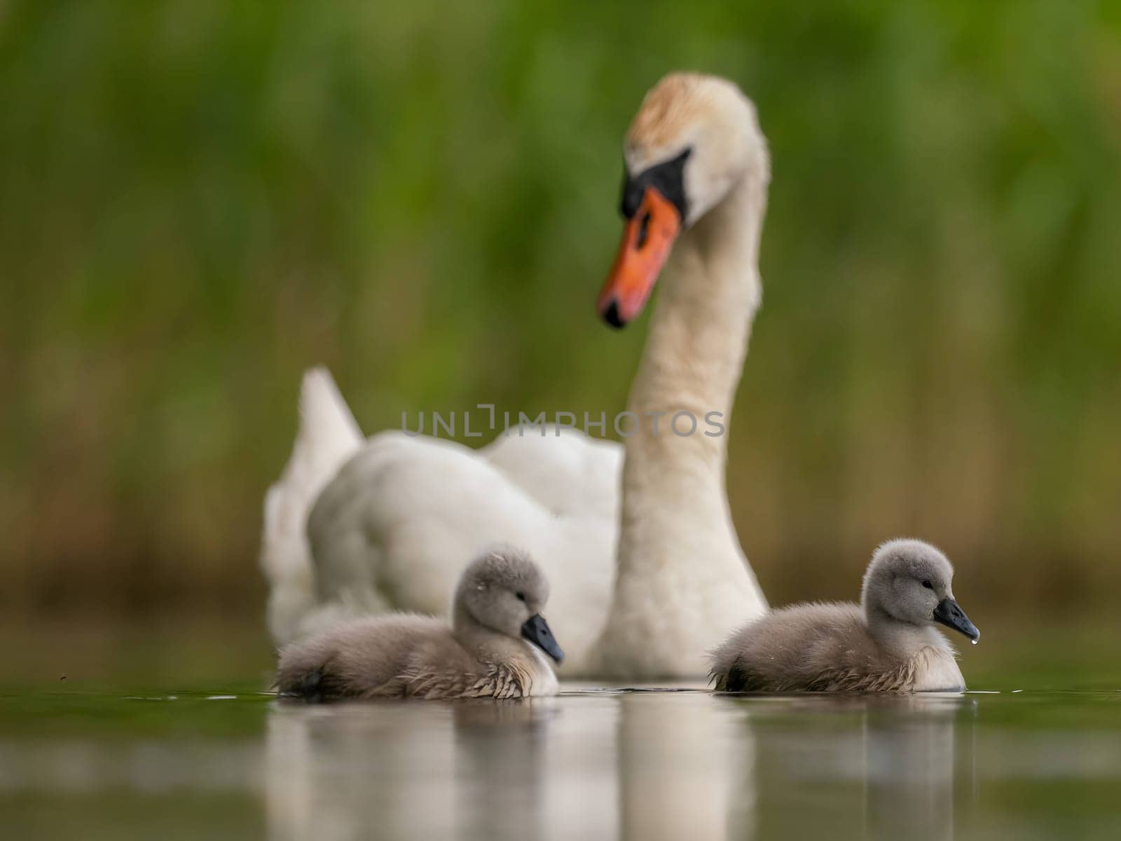 Adult mute swan with babies on the water, close-up photography, green scenery. by NatureTron