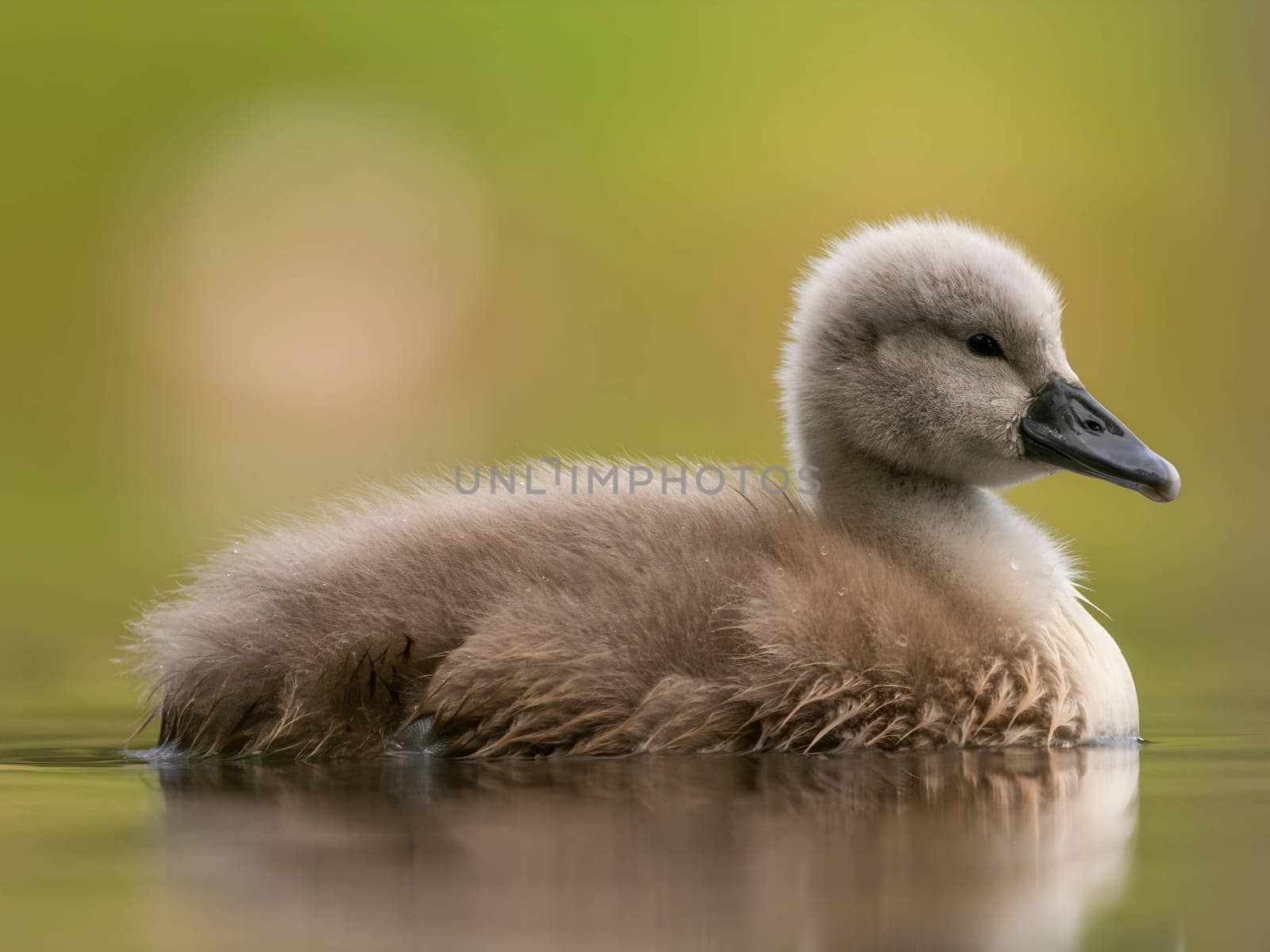 A close-up photograph captures a young mute swan gracefully floating on the water amidst the soothing green surroundings, showcasing the beauty of nature.