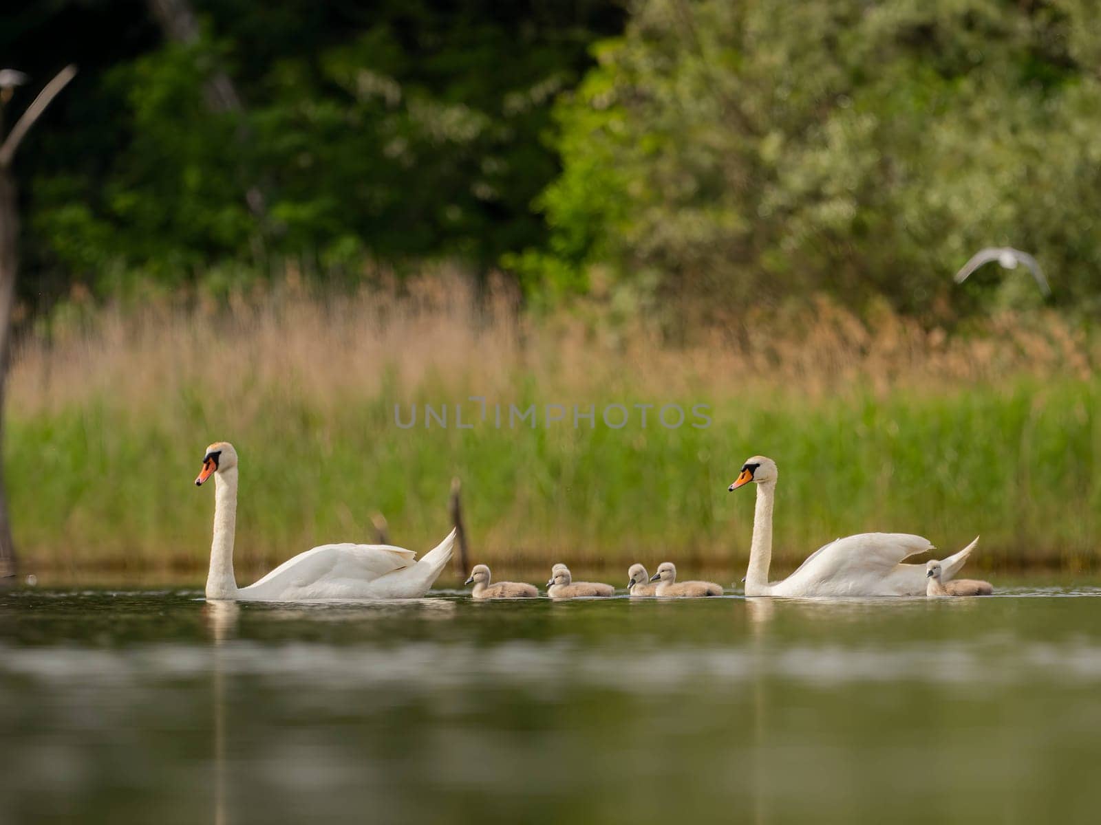 An adult mute swan glides gracefully on the water, its babies following closely behind. The serene green scenery enhances this heartwarming family moment in nature.