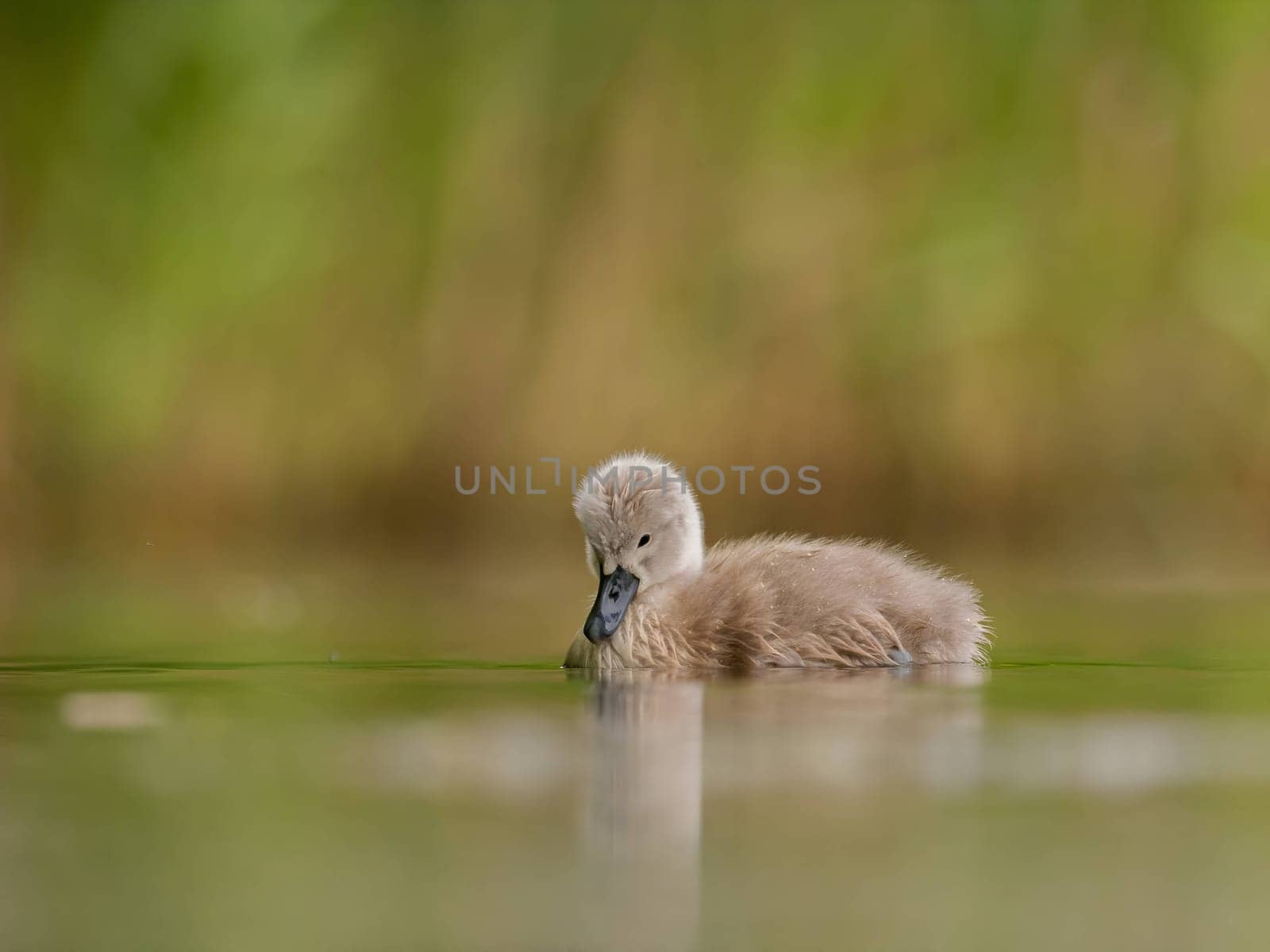 A close-up photograph captures a young mute swan gracefully floating on the water amidst the soothing green surroundings, showcasing the beauty of nature.