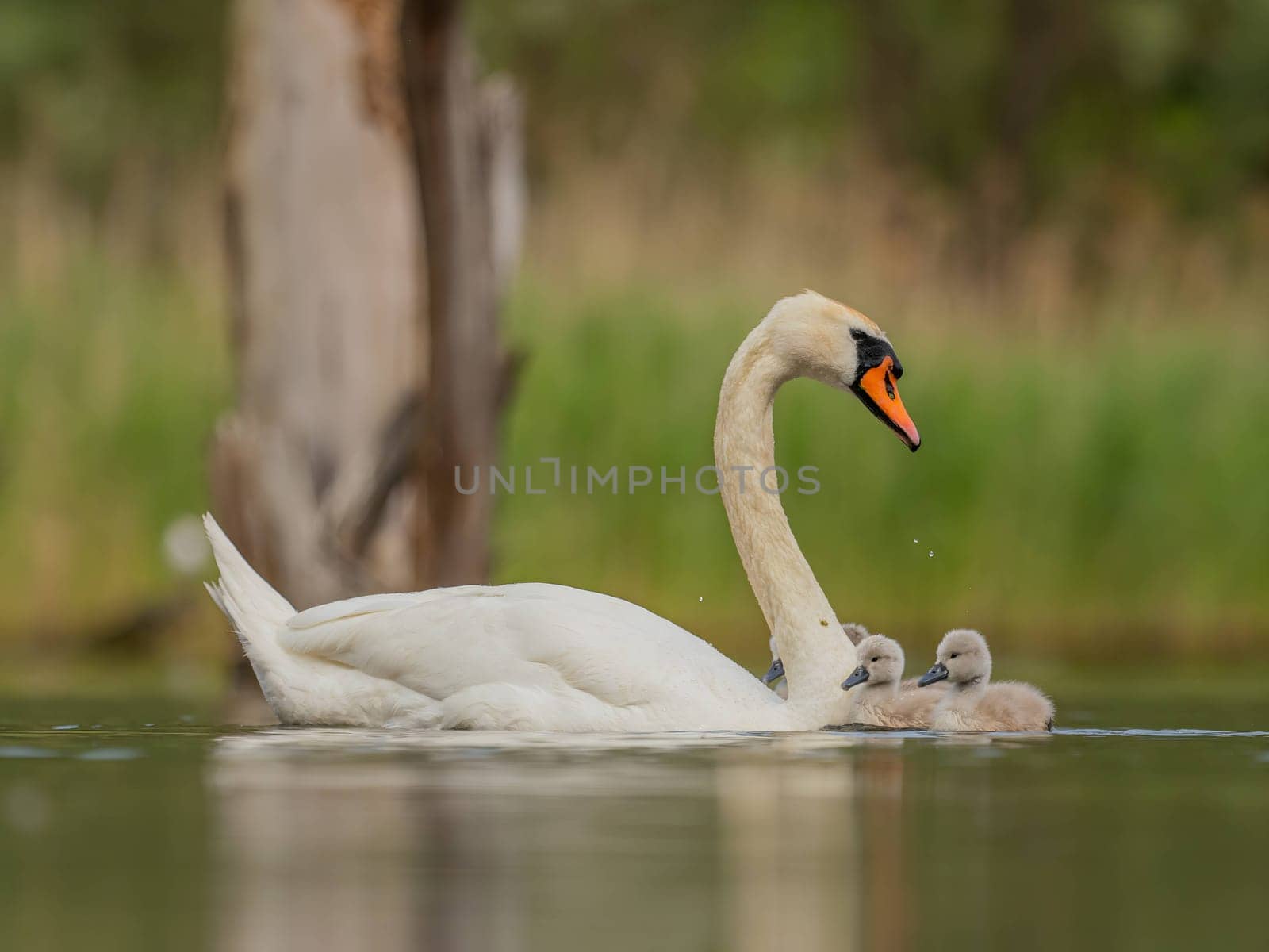 Adult mute swan with babies on the water, close-up photography, green scenery. by NatureTron