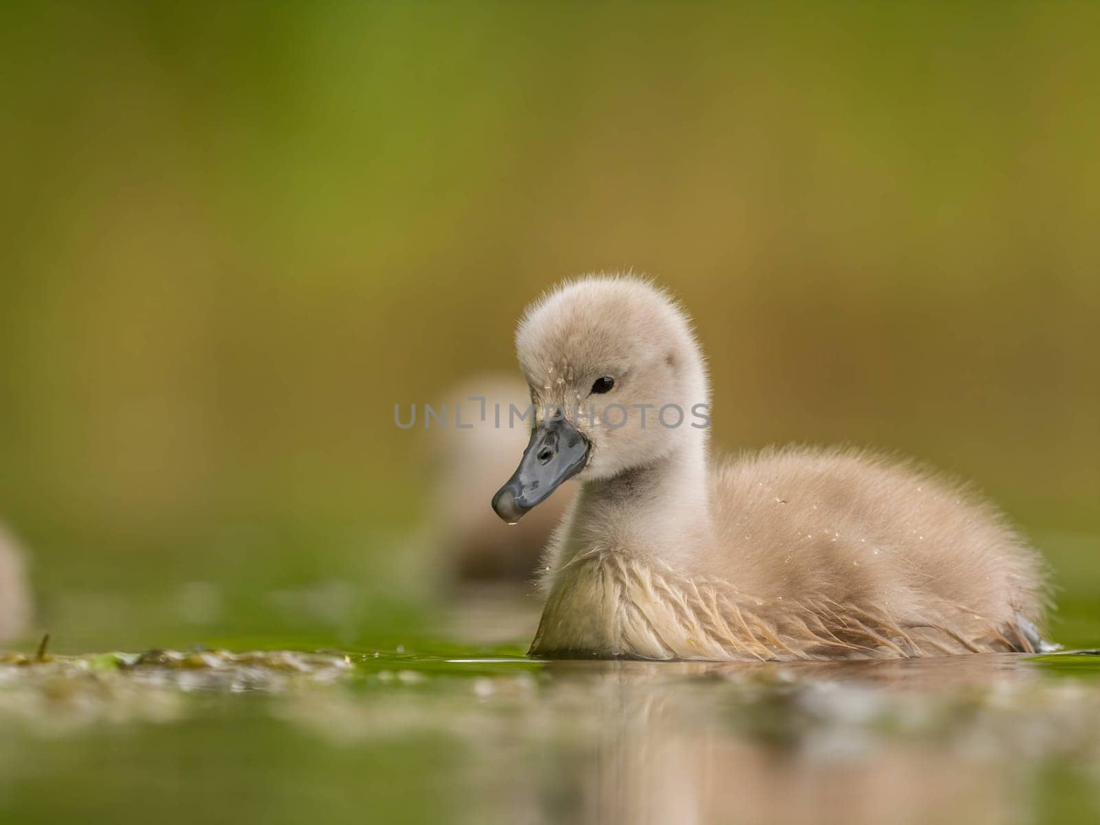 A close-up photograph captures a young mute swan gracefully floating on the water amidst the soothing green surroundings, showcasing the beauty of nature.