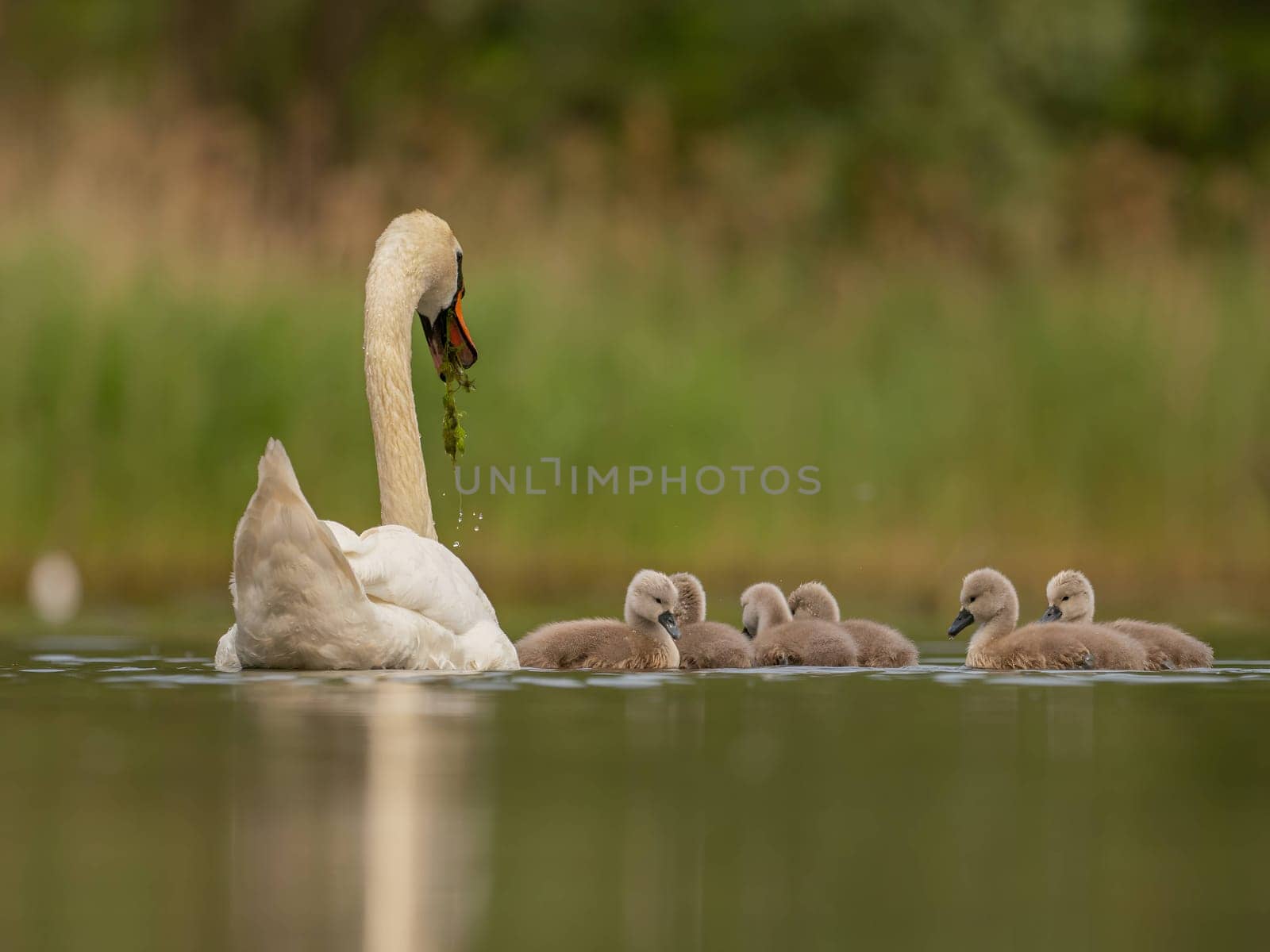 An adult mute swan glides gracefully on the water, its babies following closely behind. The serene green scenery enhances this heartwarming family moment in nature.