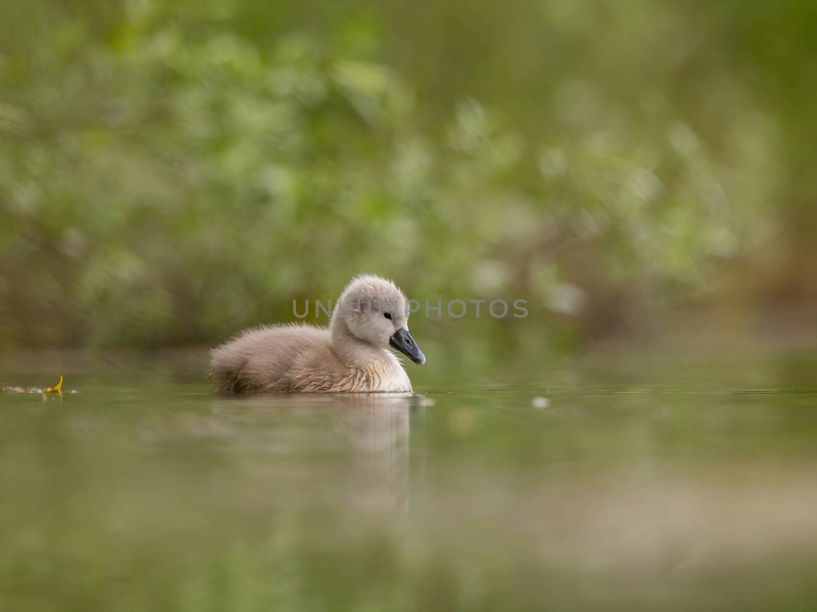 A close-up photograph captures a young mute swan gracefully floating on the water amidst the soothing green surroundings, showcasing the beauty of nature.