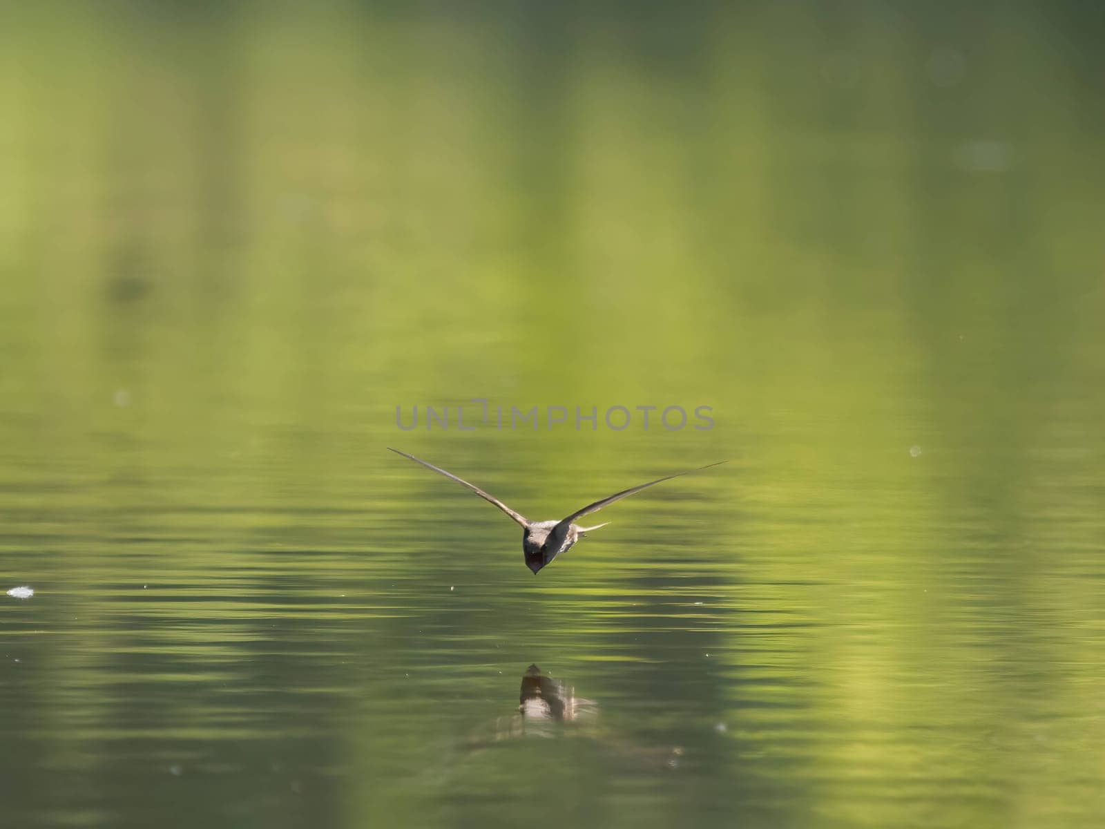 A common swift gracefully touches the water's surface, showcasing its incredible flying abilities as it swiftly glides through the air.