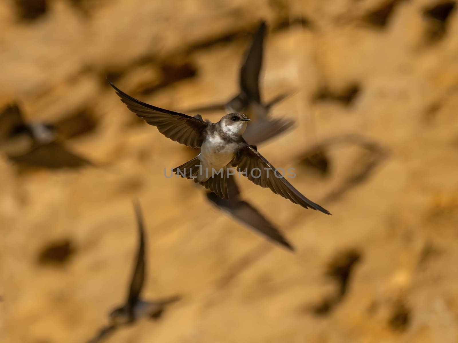 A Sand martin gracefully soars in flight, its swift movements taking it next to the neatly constructed nests in the ground, where it cares for its young.