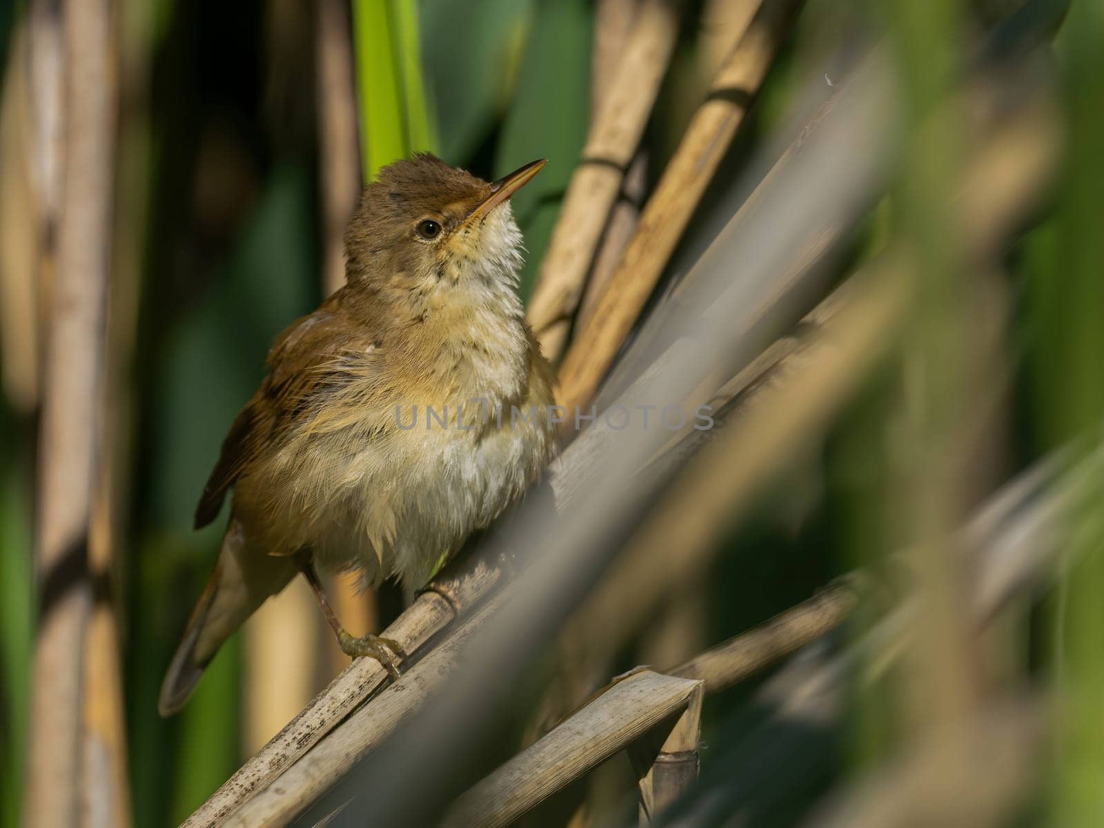 A Common Reed Warbler sits gracefully on a swaying reed in a vibrant green setting, blending harmoniously with its natural habitat.