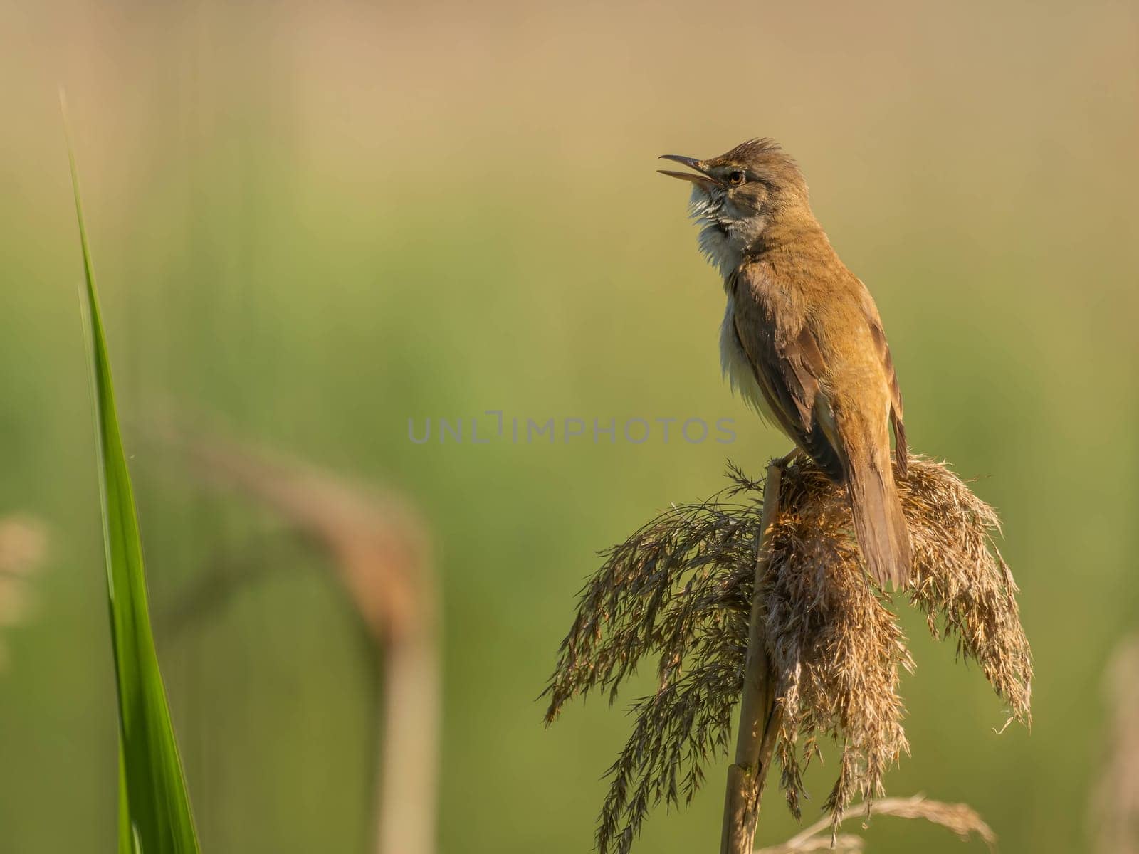 A Great Reed Warbler perches on dry grass amidst a lush green setting, its beautiful song filling the air with the sounds of nature's harmony.