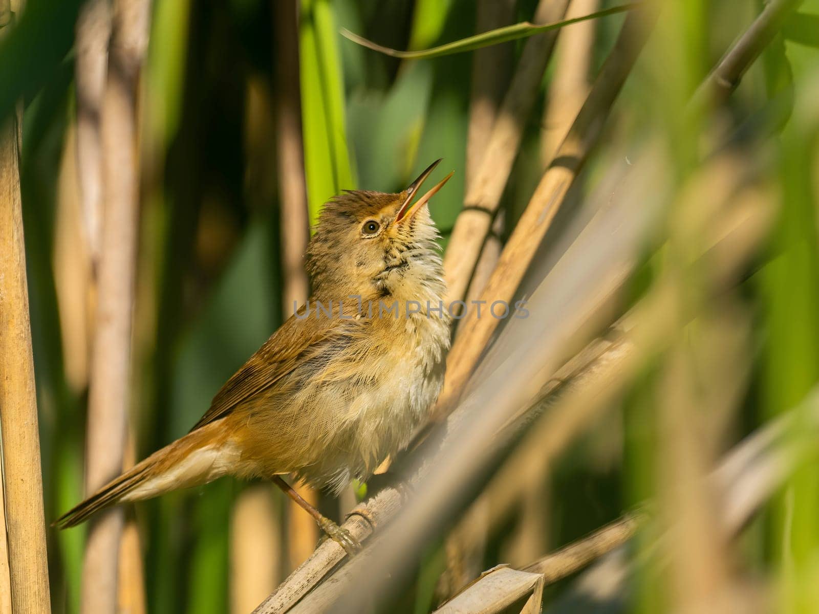 A Common Reed Warbler sits gracefully on a swaying reed in a vibrant green setting, blending harmoniously with its natural habitat.