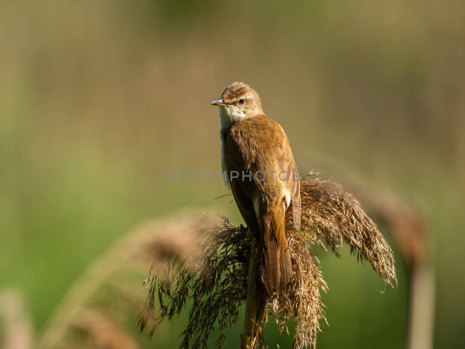 A Great Reed Warbler perches on dry grass amidst a lush green setting, its beautiful song filling the air with the sounds of nature's harmony.