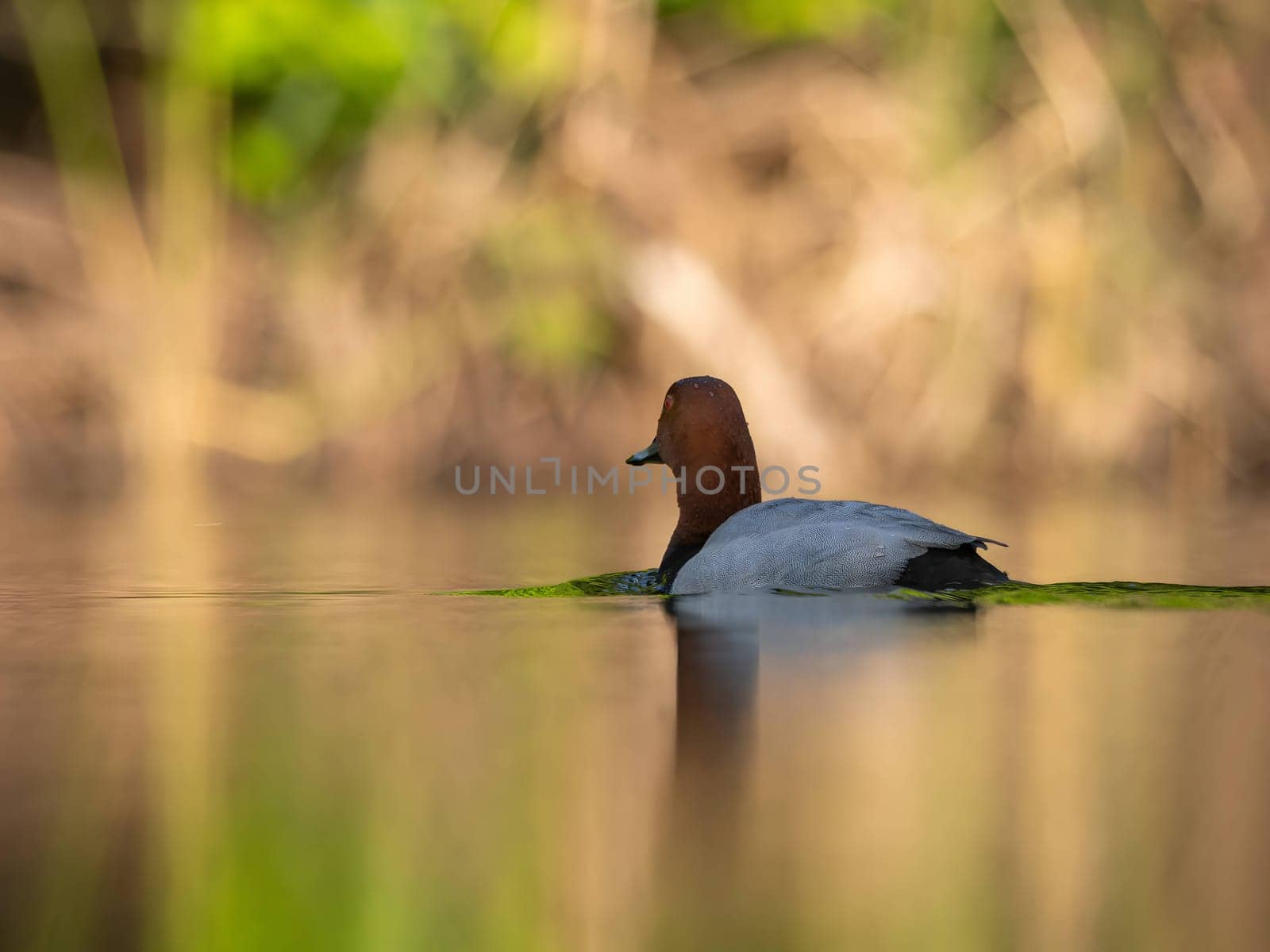 Common pochard floats peacefully on the water, its vibrant plumage reflecting in the serene green scenery, capturing a moment of natural beauty.