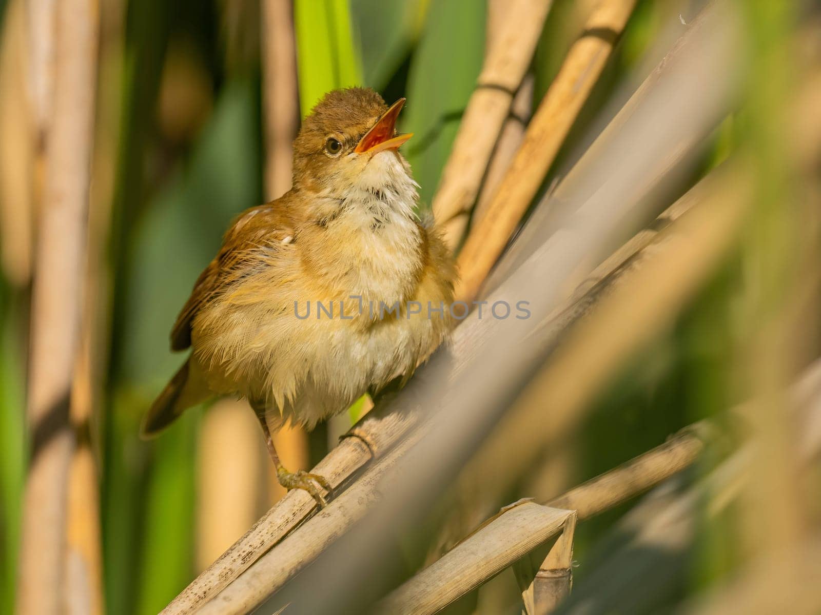 A Common Reed Warbler sits gracefully on a swaying reed in a vibrant green setting, blending harmoniously with its natural habitat.