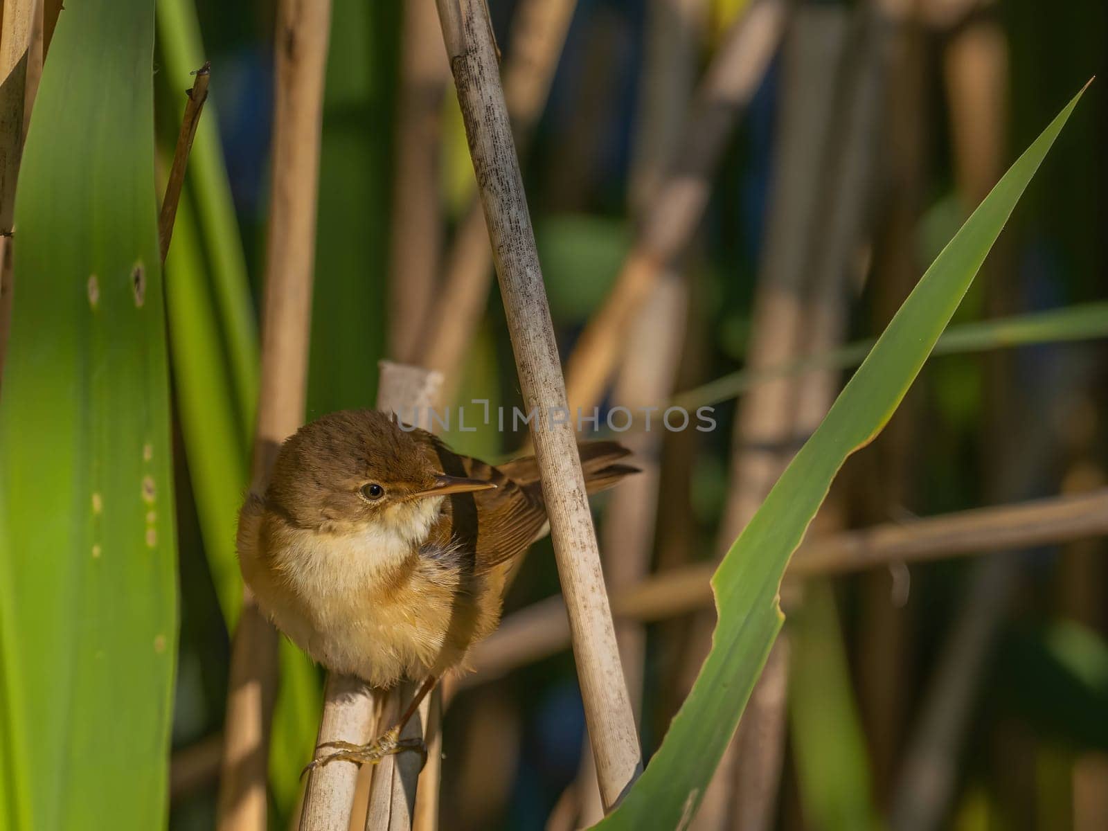 A Common Reed Warbler sits gracefully on a swaying reed in a vibrant green setting, blending harmoniously with its natural habitat.