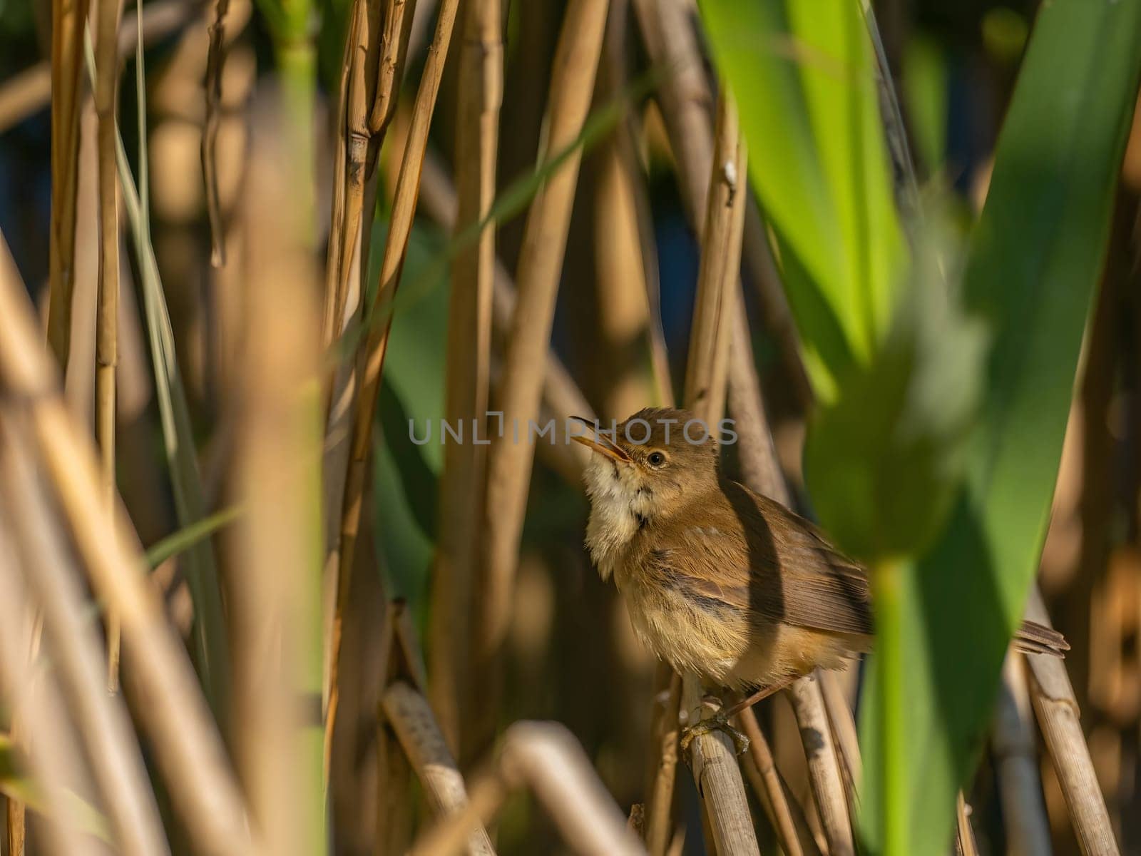 A Common Reed Warbler sits gracefully on a swaying reed in a vibrant green setting, blending harmoniously with its natural habitat.