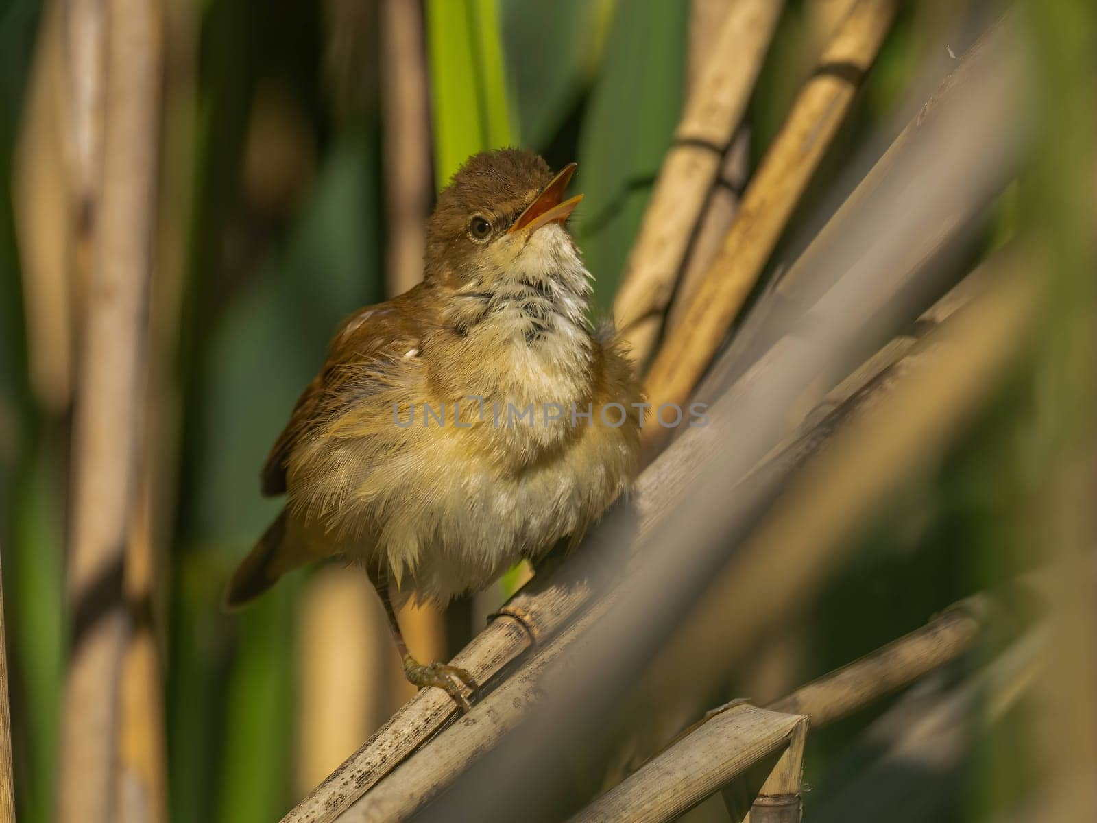 A Common Reed Warbler sits gracefully on a swaying reed in a vibrant green setting, blending harmoniously with its natural habitat.