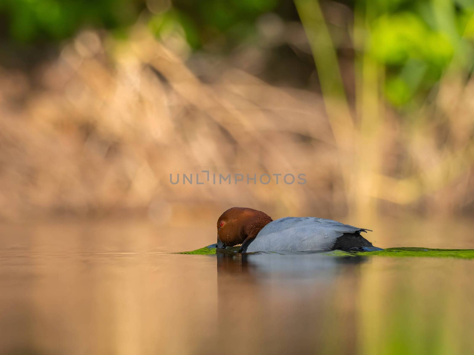 Common pochard floats peacefully on the water, its vibrant plumage reflecting in the serene green scenery, capturing a moment of natural beauty.