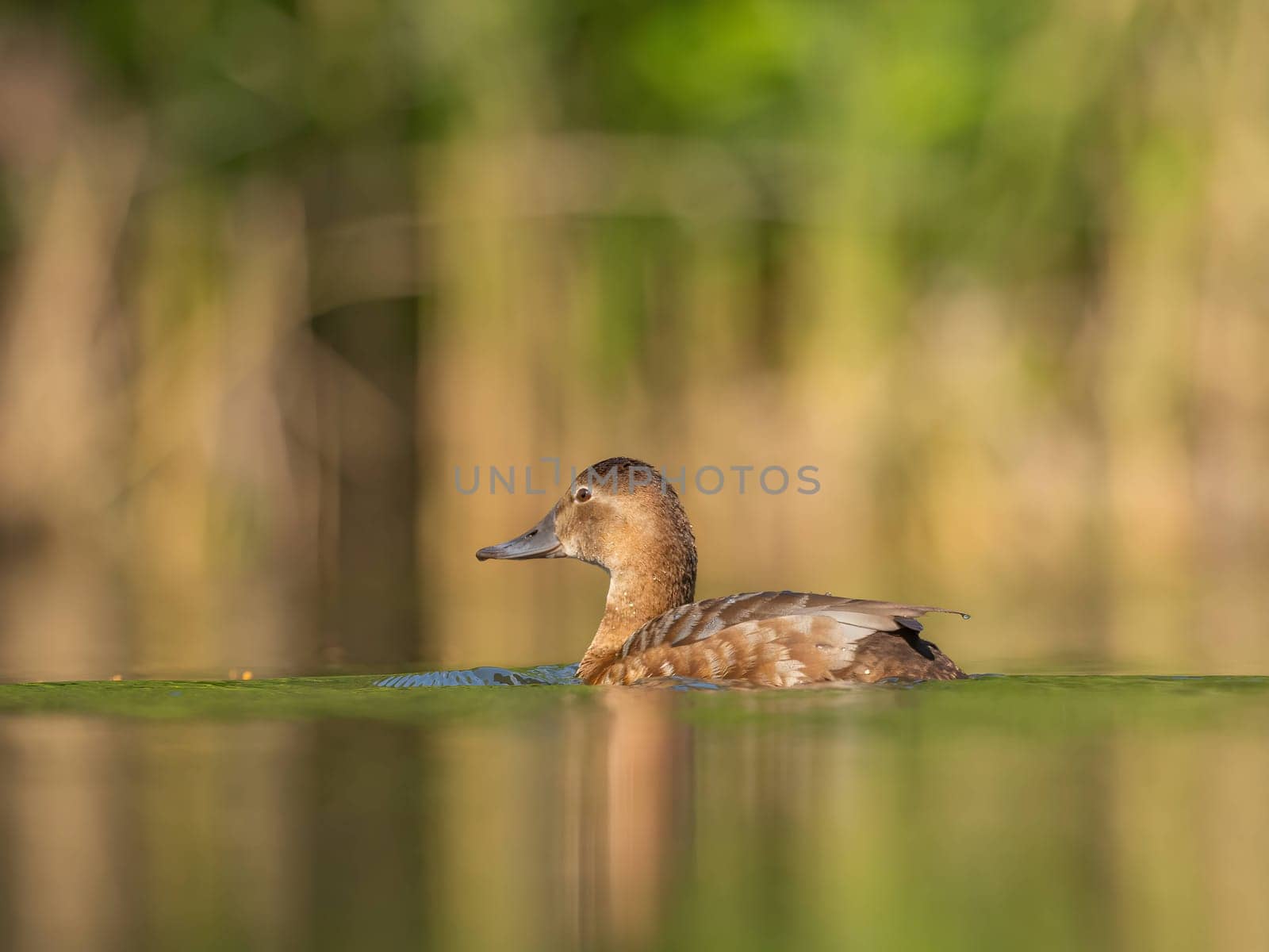 A young common pochard floats peacefully on the water, its vibrant plumage reflecting in the serene green scenery, capturing a moment of natural beauty.