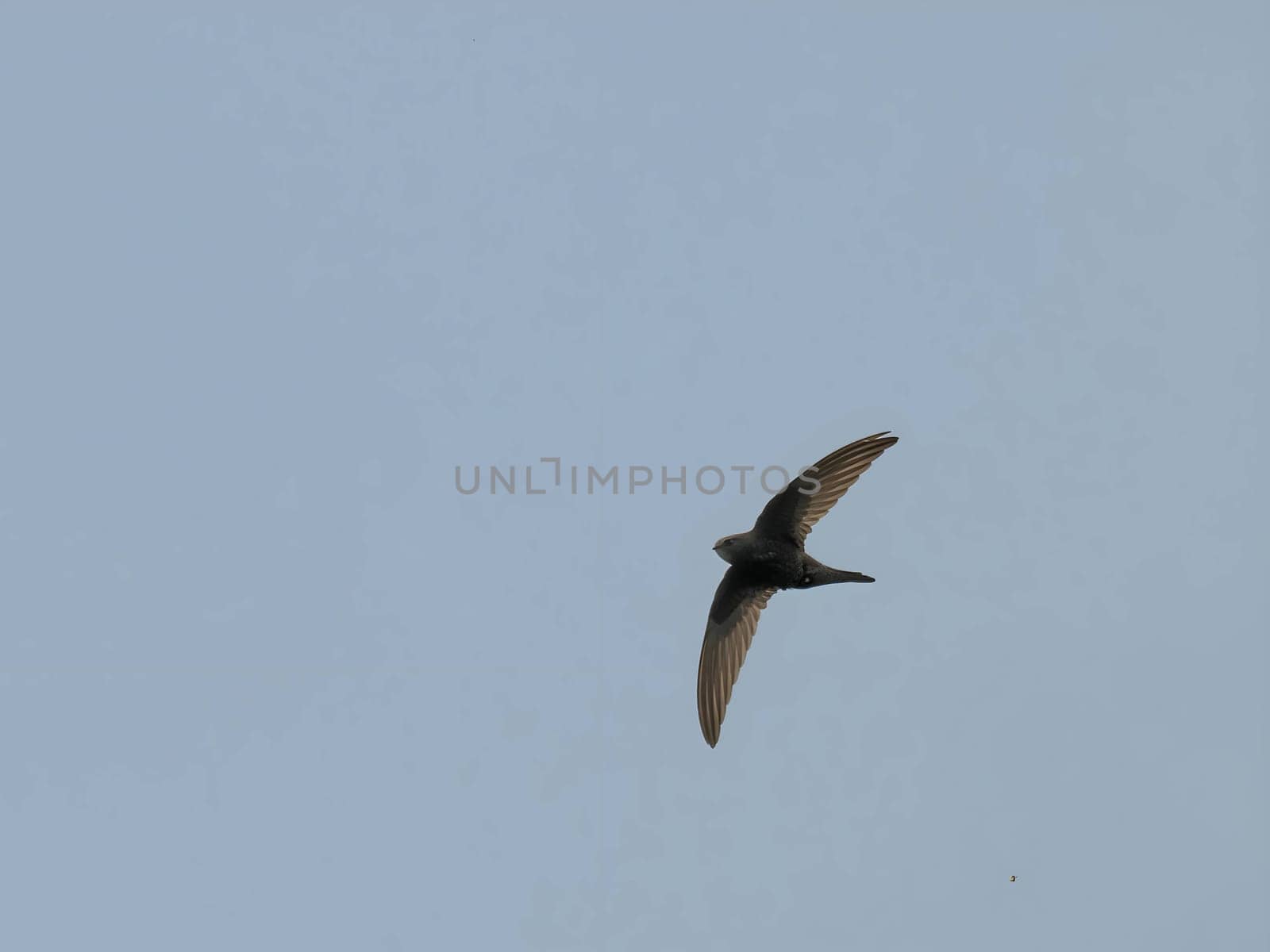 The Common Swift soars freely through the vast expanse of the sky, its sleek body cutting through the air with grace and agility.