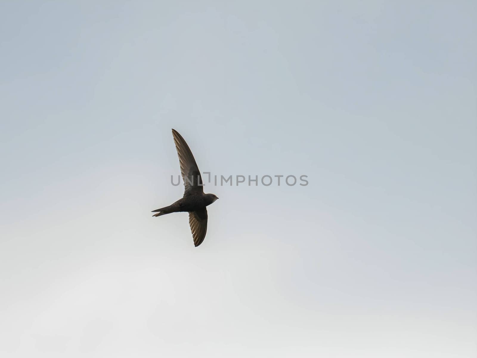 The Common Swift soars freely through the vast expanse of the sky, its sleek body cutting through the air with grace and agility.