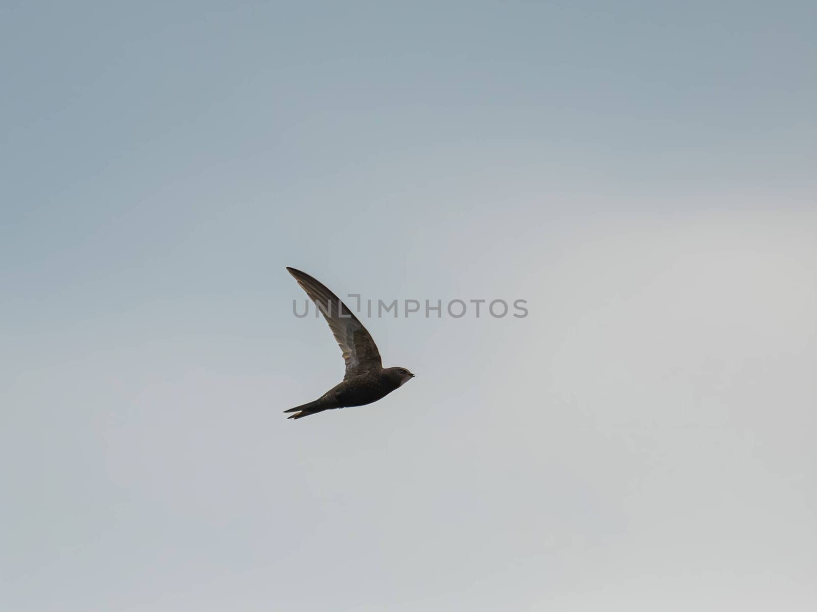 The Common Swift soars freely through the vast expanse of the sky, its sleek body cutting through the air with grace and agility.