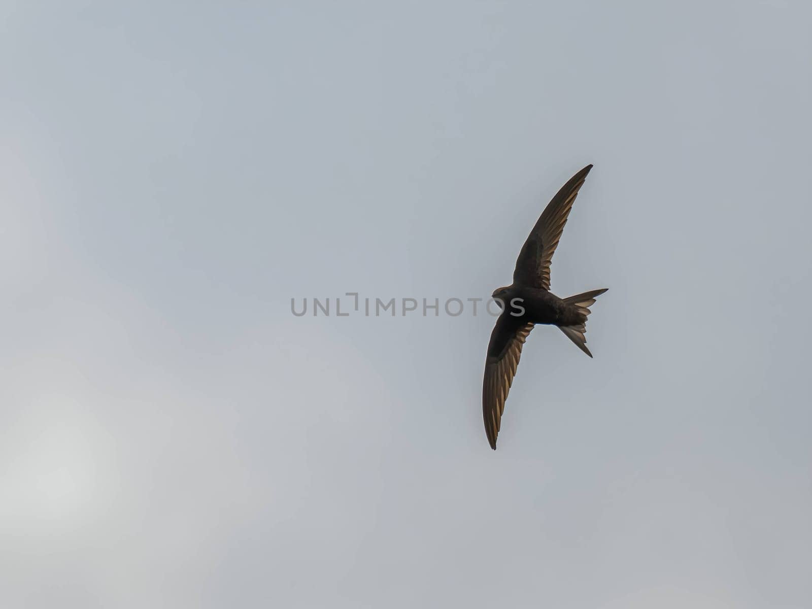 The Common Swift soars freely through the vast expanse of the sky, its sleek body cutting through the air with grace and agility.