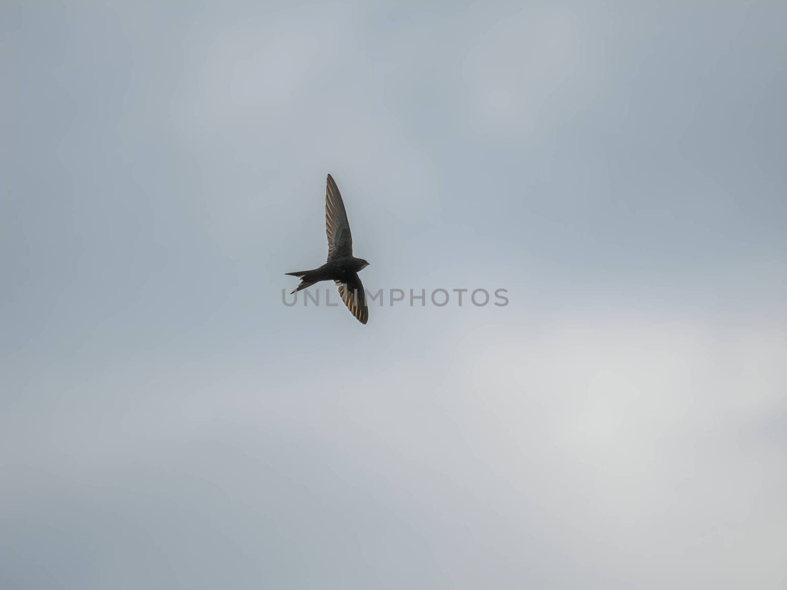 The Common Swift soars freely through the vast expanse of the sky, its sleek body cutting through the air with grace and agility.