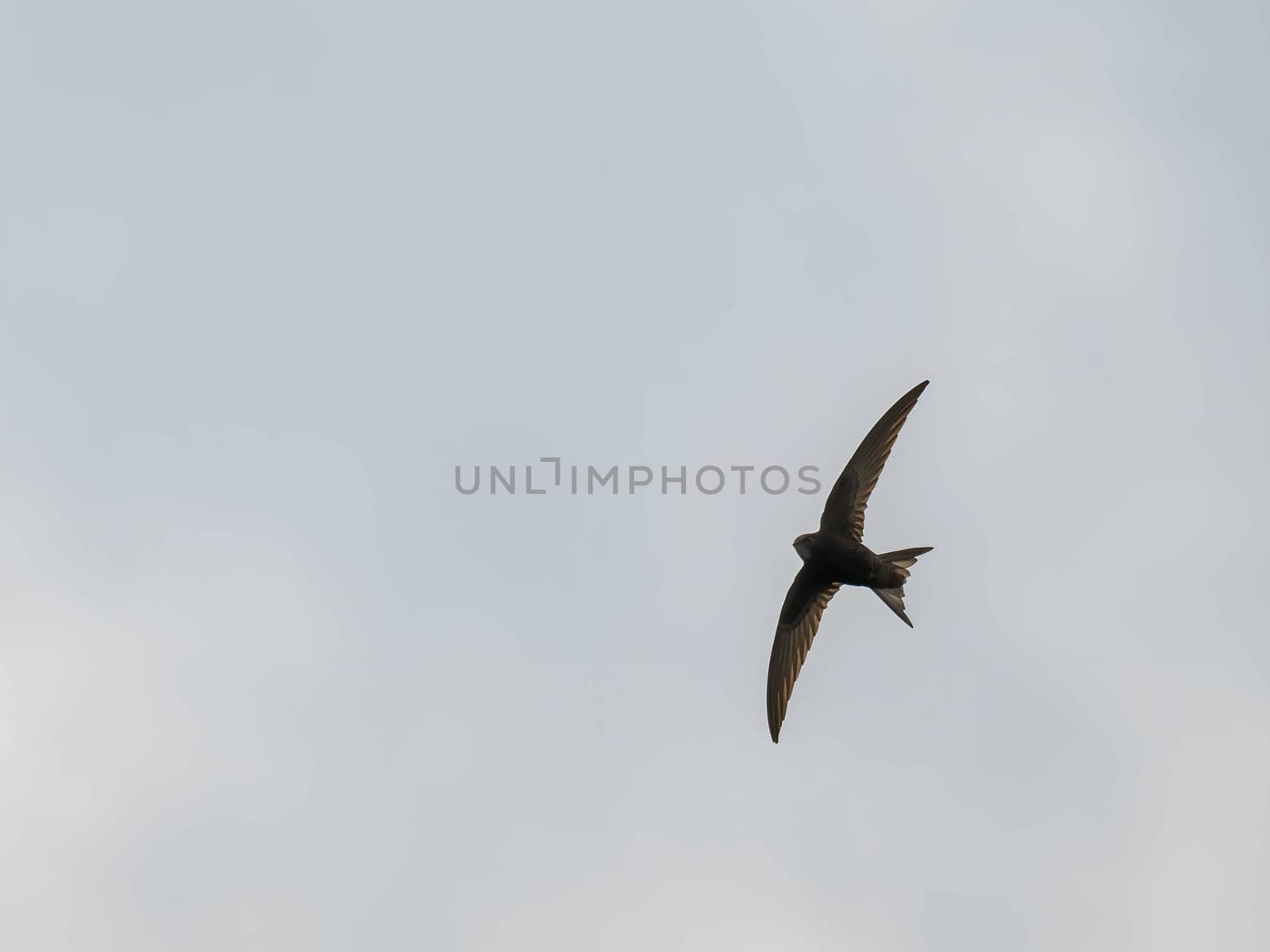 The Common Swift soars freely through the vast expanse of the sky, its sleek body cutting through the air with grace and agility.