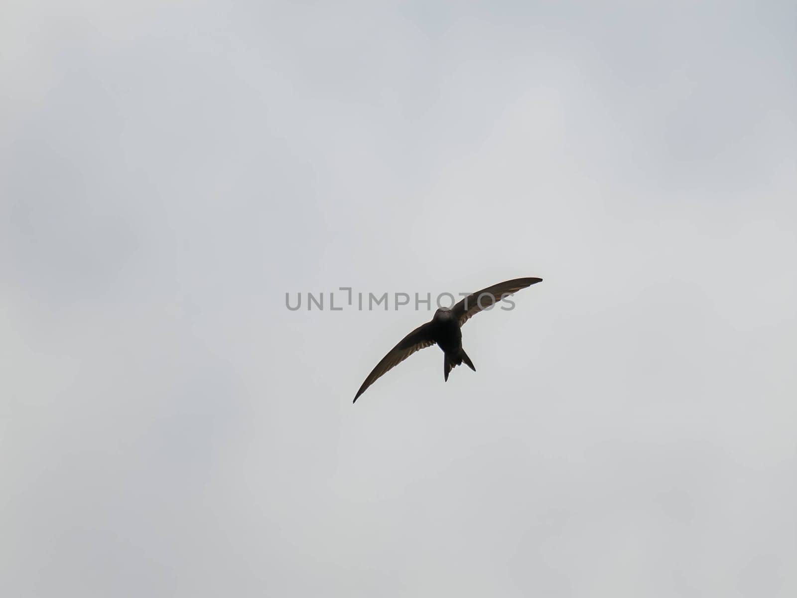 The Common Swift soars freely through the vast expanse of the sky, its sleek body cutting through the air with grace and agility.