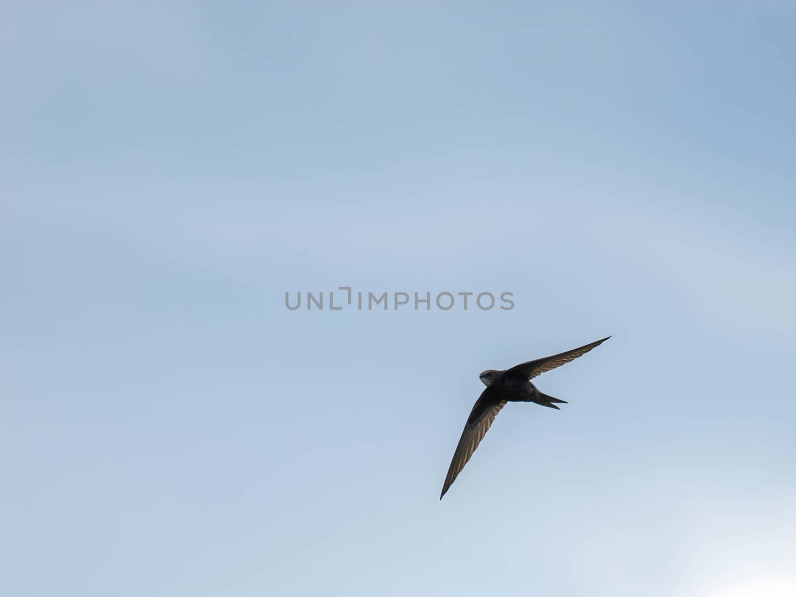 The Common Swift soars freely through the vast expanse of the sky, its sleek body cutting through the air with grace and agility.