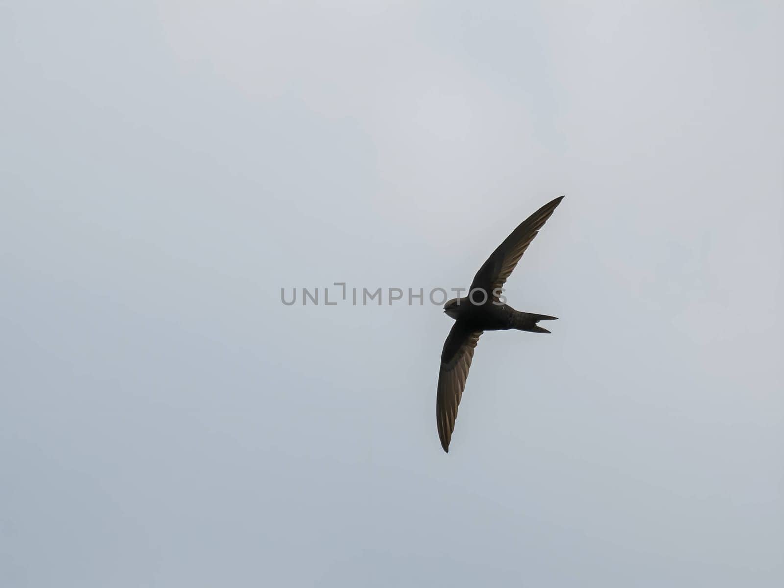 The Common Swift soars freely through the vast expanse of the sky, its sleek body cutting through the air with grace and agility.