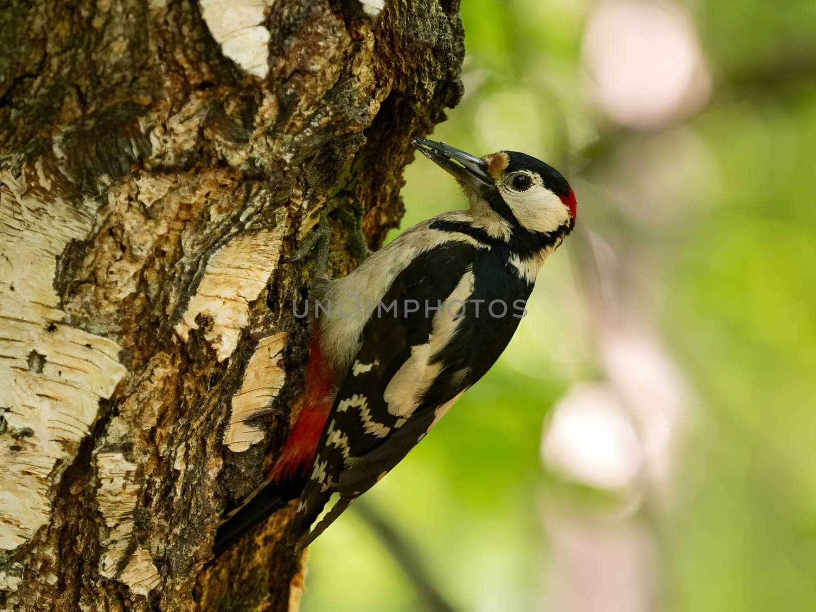 The vibrant greenery serves as a backdrop to the majestic sight of a Great Spotted Woodpecker perched on a birch tree, its red crown shining brightly.