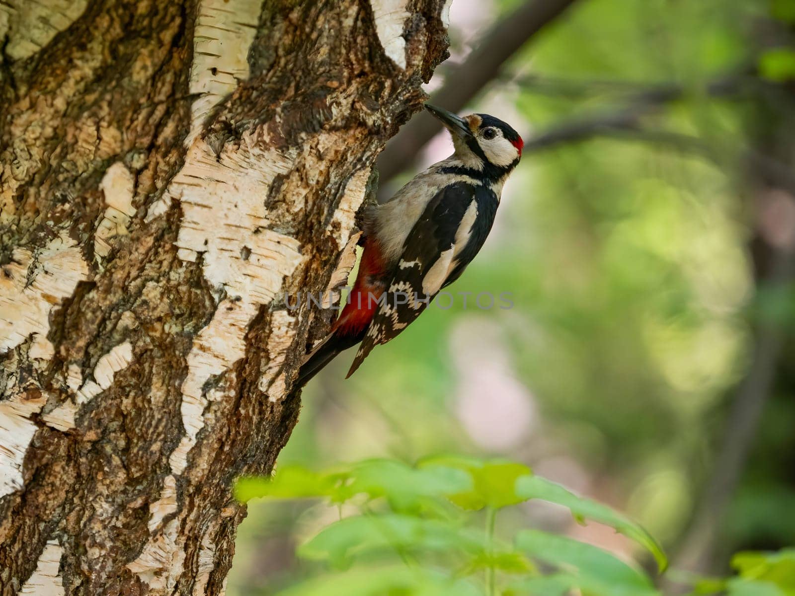 The vibrant greenery serves as a backdrop to the majestic sight of a Great Spotted Woodpecker perched on a birch tree, its red crown shining brightly.