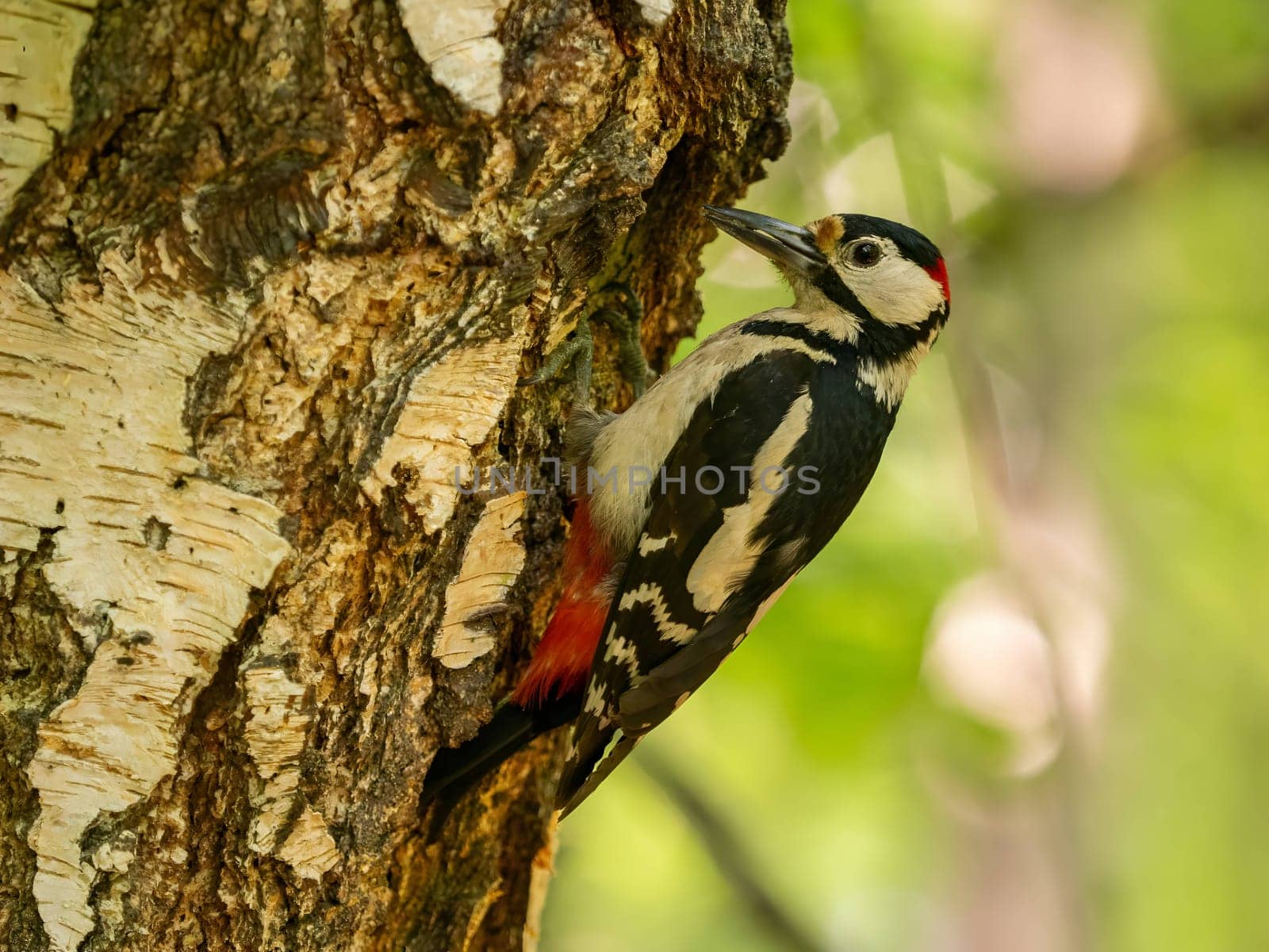 The vibrant greenery serves as a backdrop to the majestic sight of a Great Spotted Woodpecker perched on a birch tree, its red crown shining brightly.