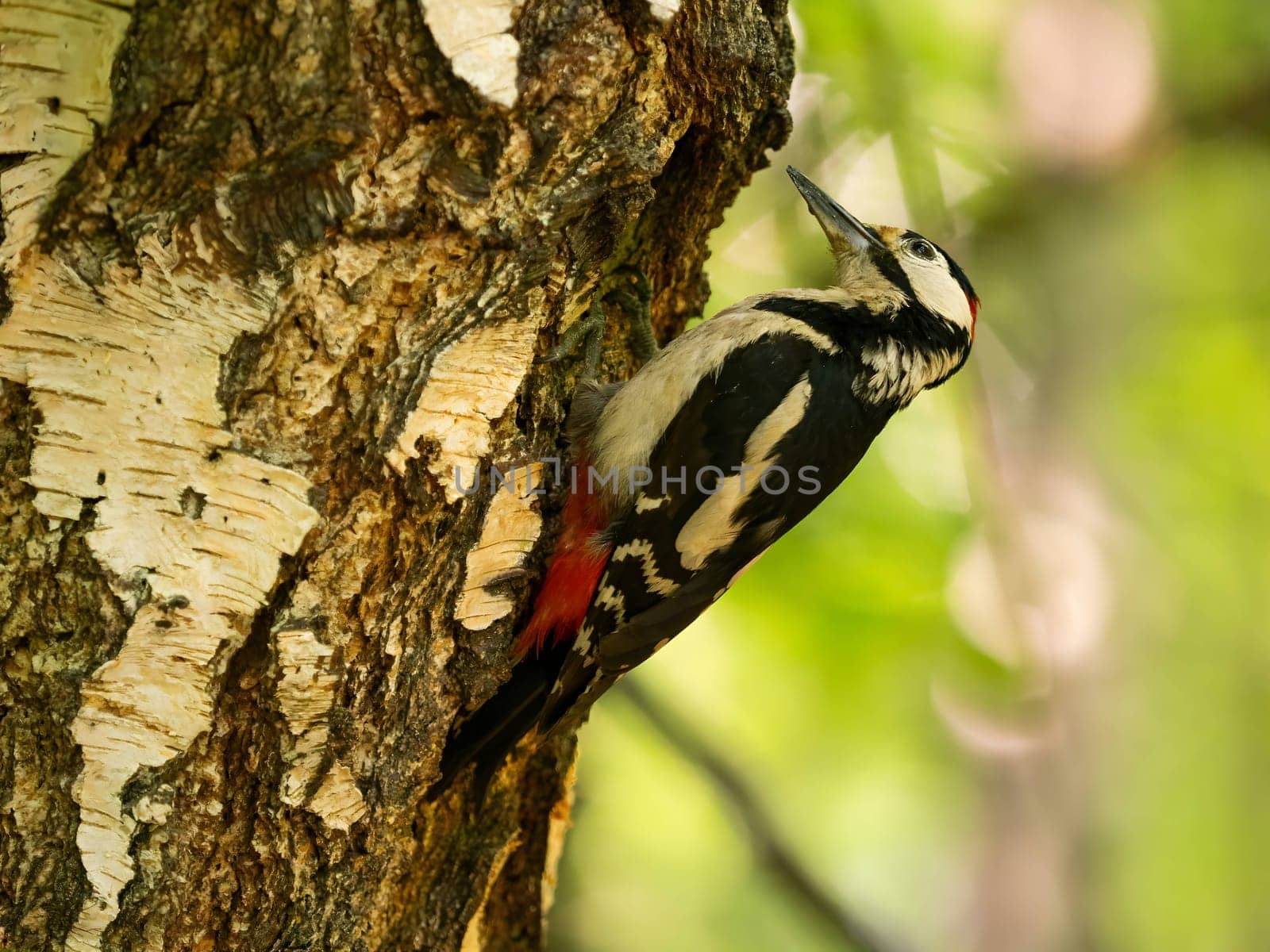 The vibrant greenery serves as a backdrop to the majestic sight of a Great Spotted Woodpecker perched on a birch tree, its red crown shining brightly.