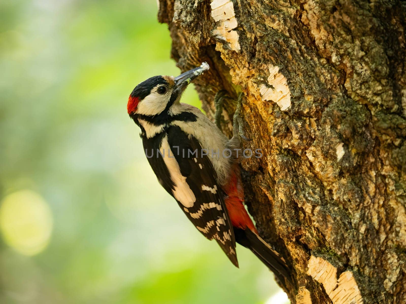 The vibrant greenery serves as a backdrop to the majestic sight of a Great Spotted Woodpecker perched on a birch tree, its red crown shining brightly.
