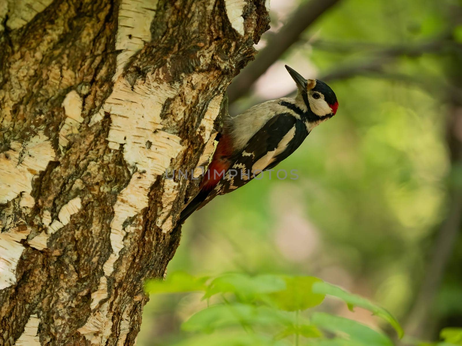 The vibrant greenery serves as a backdrop to the majestic sight of a Great Spotted Woodpecker perched on a birch tree, its red crown shining brightly.