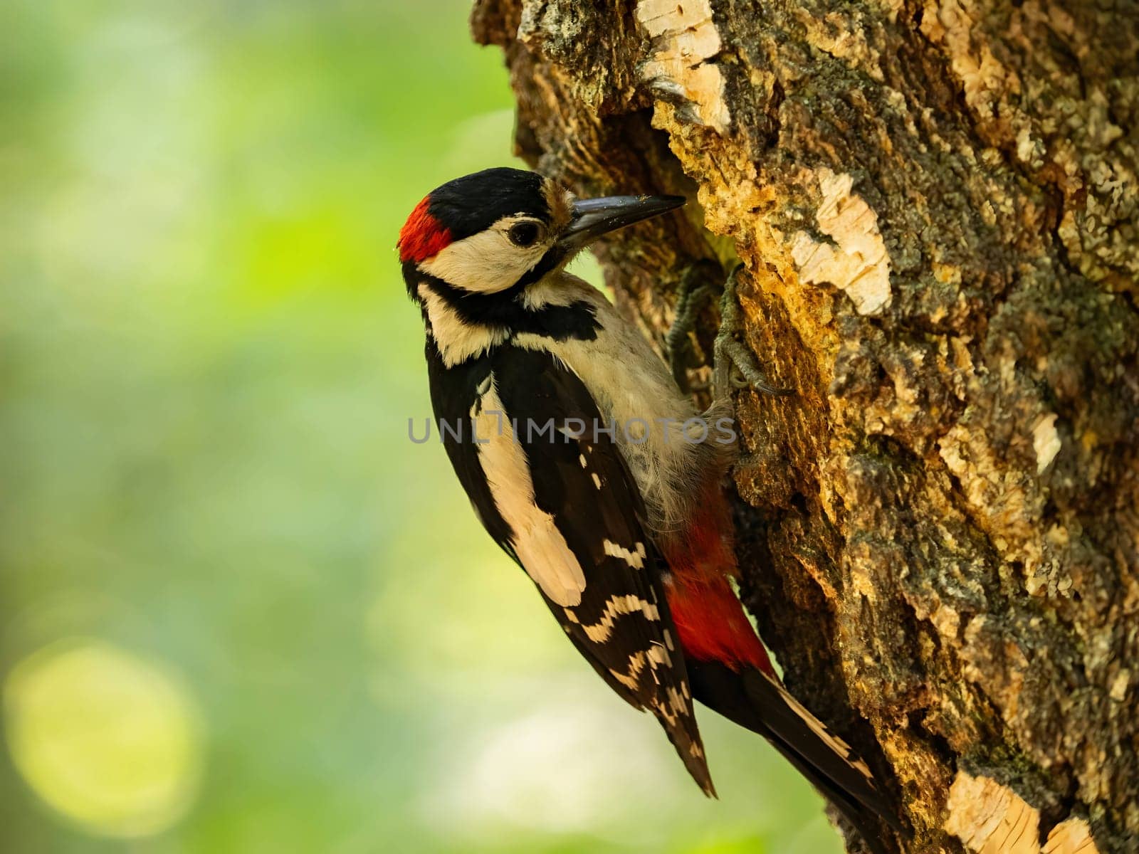 The vibrant greenery serves as a backdrop to the majestic sight of a Great Spotted Woodpecker perched on a birch tree, its red crown shining brightly.