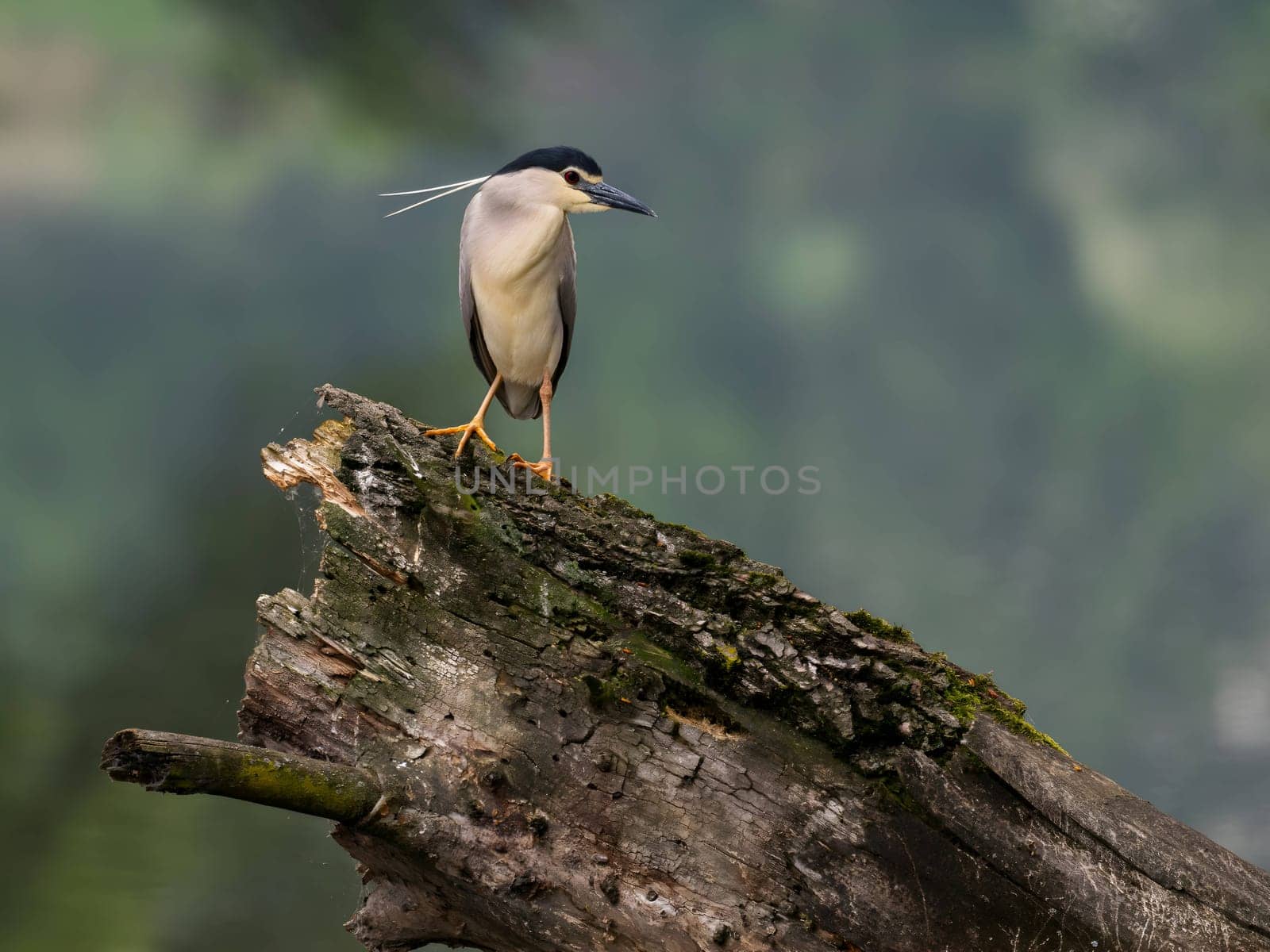 The Black-crowned Night Heron perches gracefully on the trunk of a fallen tree, showcasing its majestic presence amidst the serene surroundings.