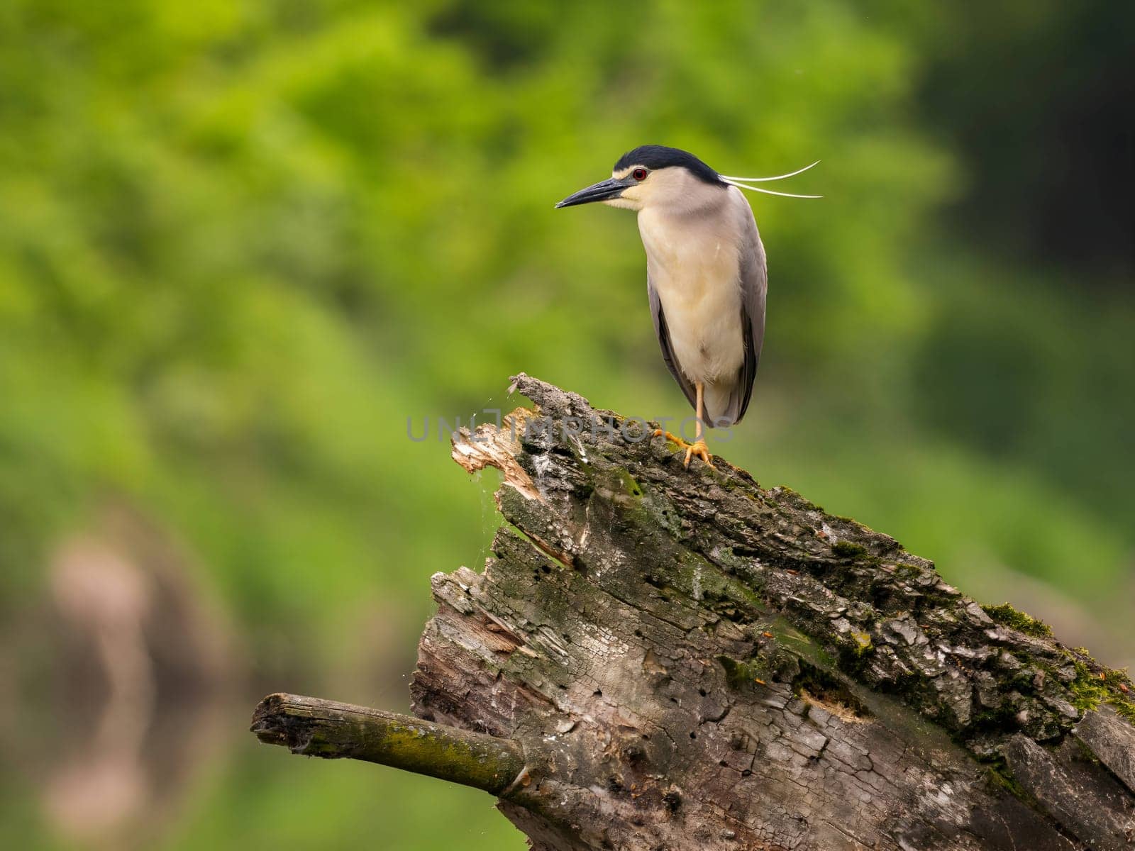 The Black-crowned Night Heron perches gracefully on the trunk of a fallen tree, showcasing its majestic presence amidst the serene surroundings.