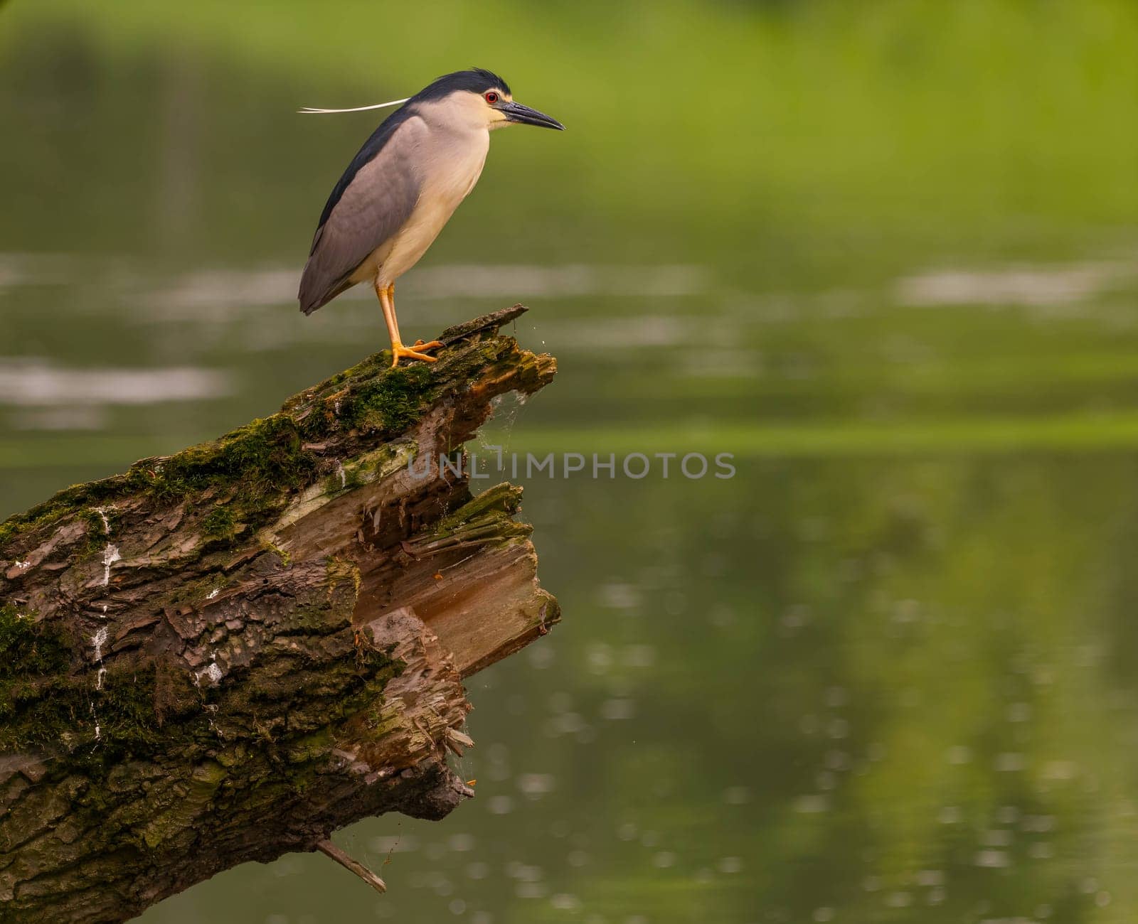 The Black-crowned Night Heron perches gracefully on the trunk of a fallen tree, showcasing its majestic presence amidst the serene surroundings.