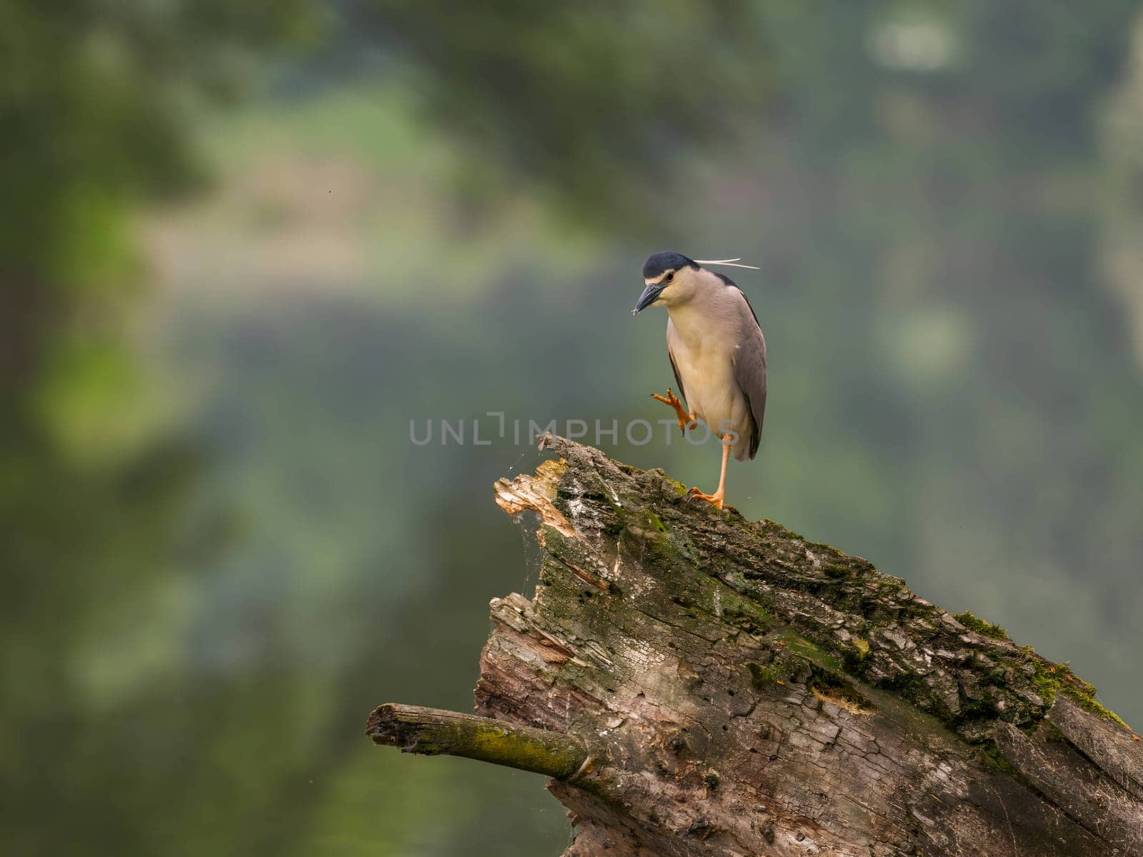 The Black-crowned Night Heron perches gracefully on the trunk of a fallen tree, showcasing its majestic presence amidst the serene surroundings.