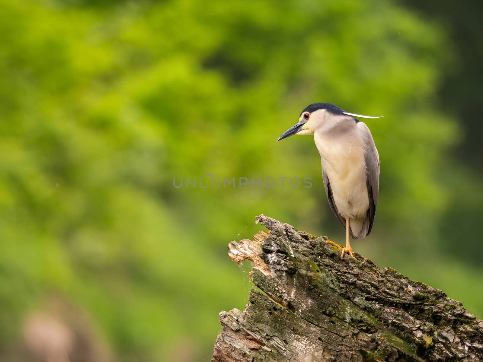 The Black-crowned Night Heron perches gracefully on the trunk of a fallen tree, showcasing its majestic presence amidst the serene surroundings.