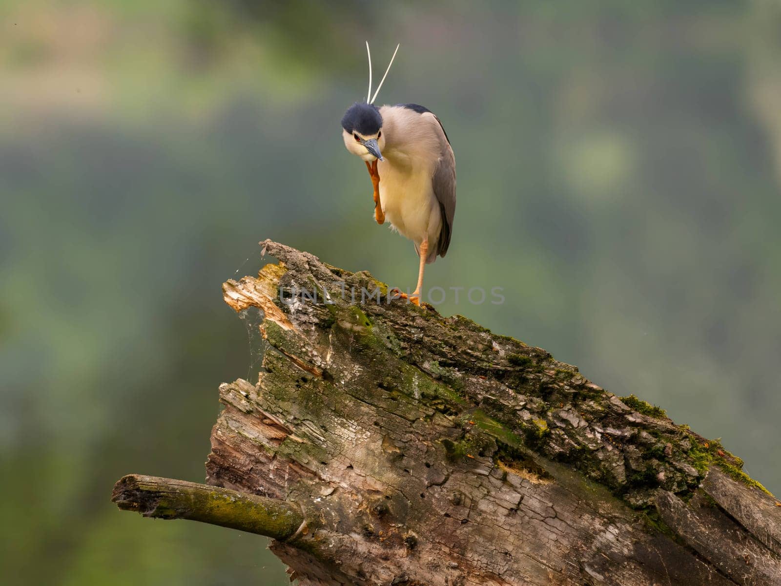 The Black-crowned Night Heron perches gracefully on the trunk of a fallen tree, showcasing its majestic presence amidst the serene surroundings.