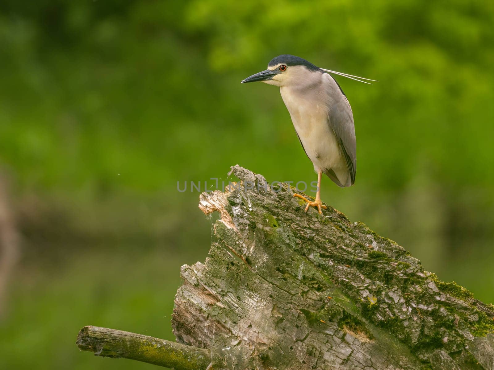 The Black-crowned Night Heron perches gracefully on the trunk of a fallen tree, showcasing its majestic presence amidst the serene surroundings.