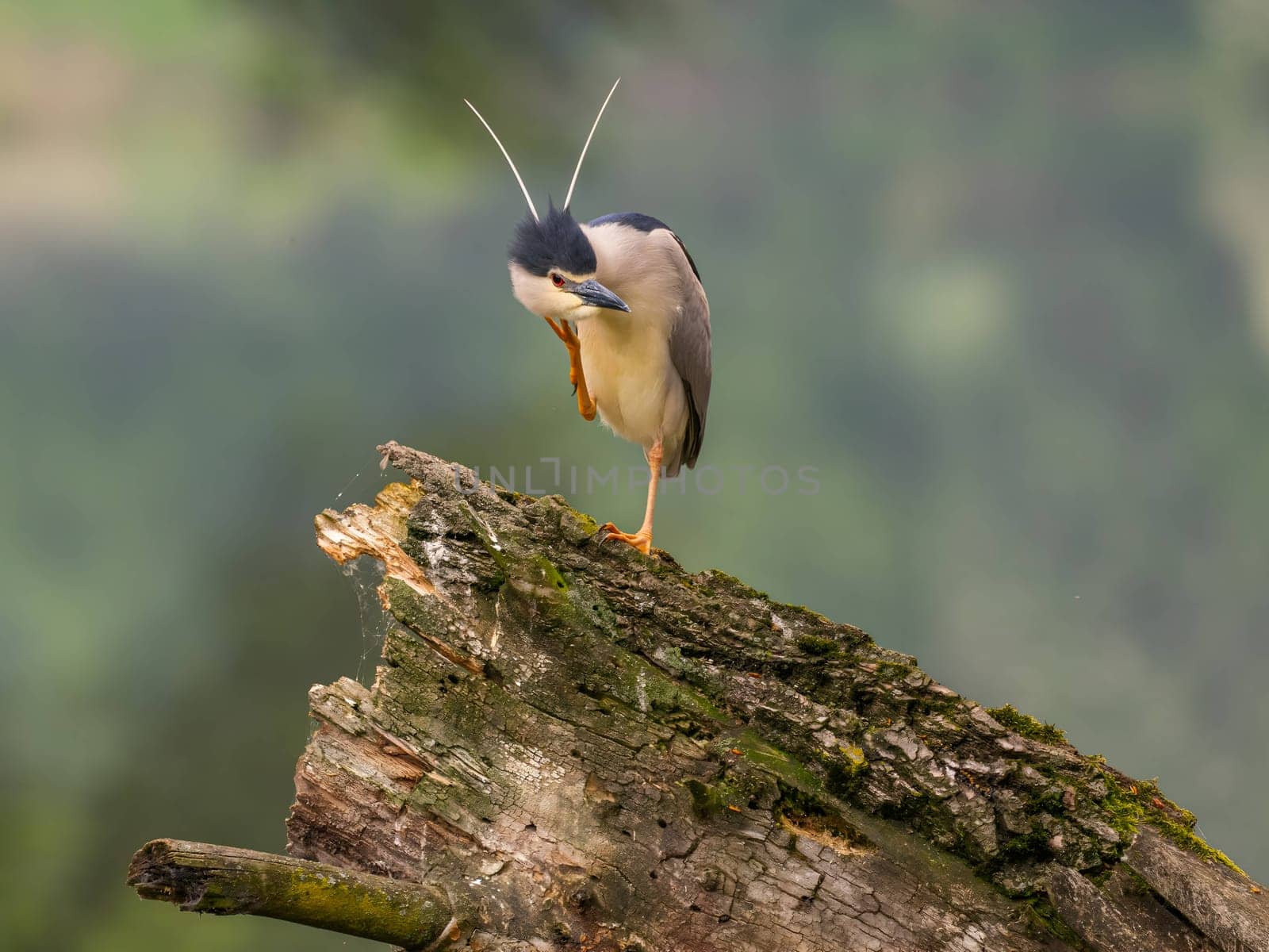 The Black-crowned Night Heron perches gracefully on the trunk of a fallen tree, showcasing its majestic presence amidst the serene surroundings.