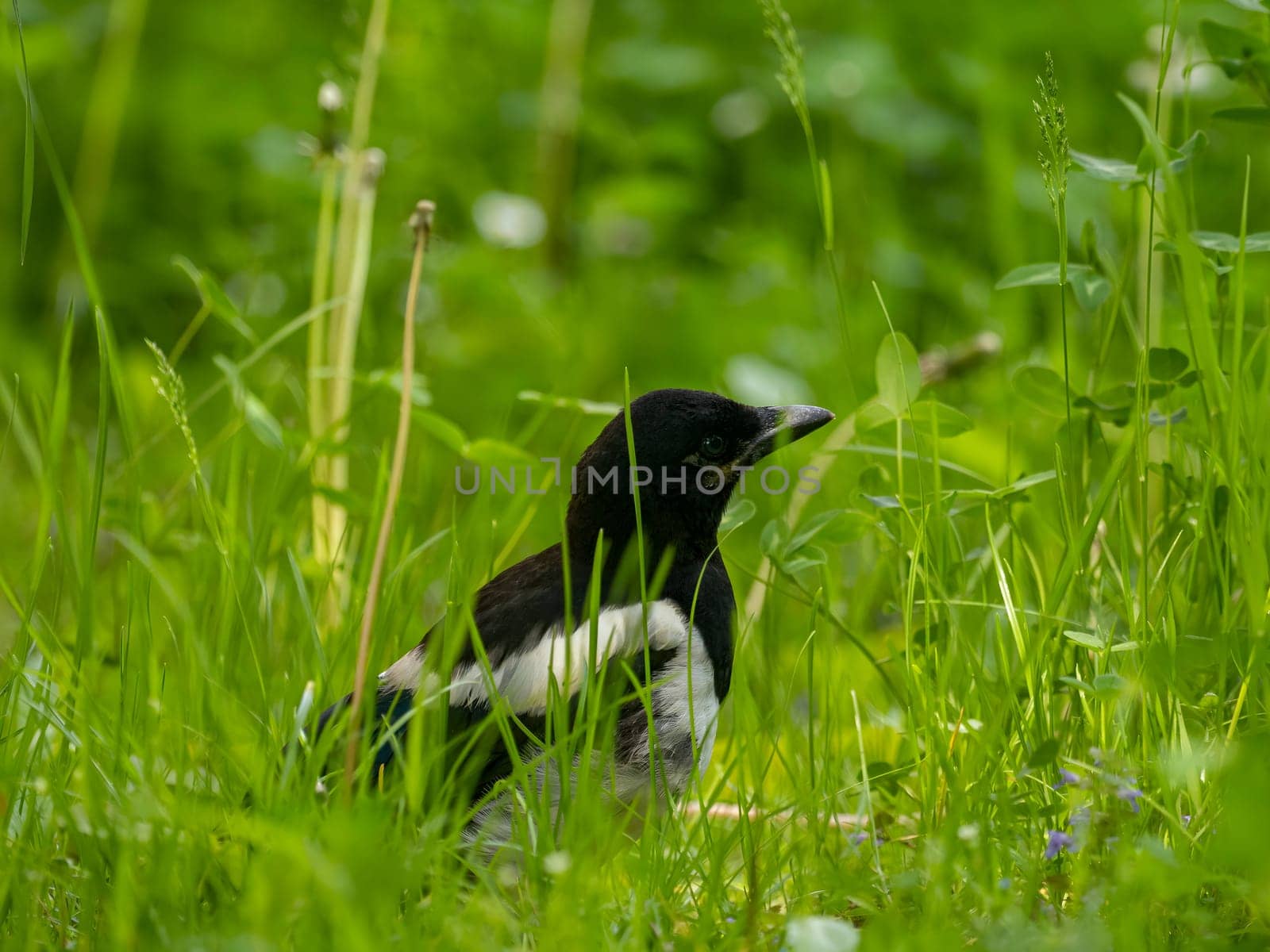 The magpie swoops gracefully amidst a sea of vibrant green plant leaves, showcasing its beauty and agility in its natural environment.