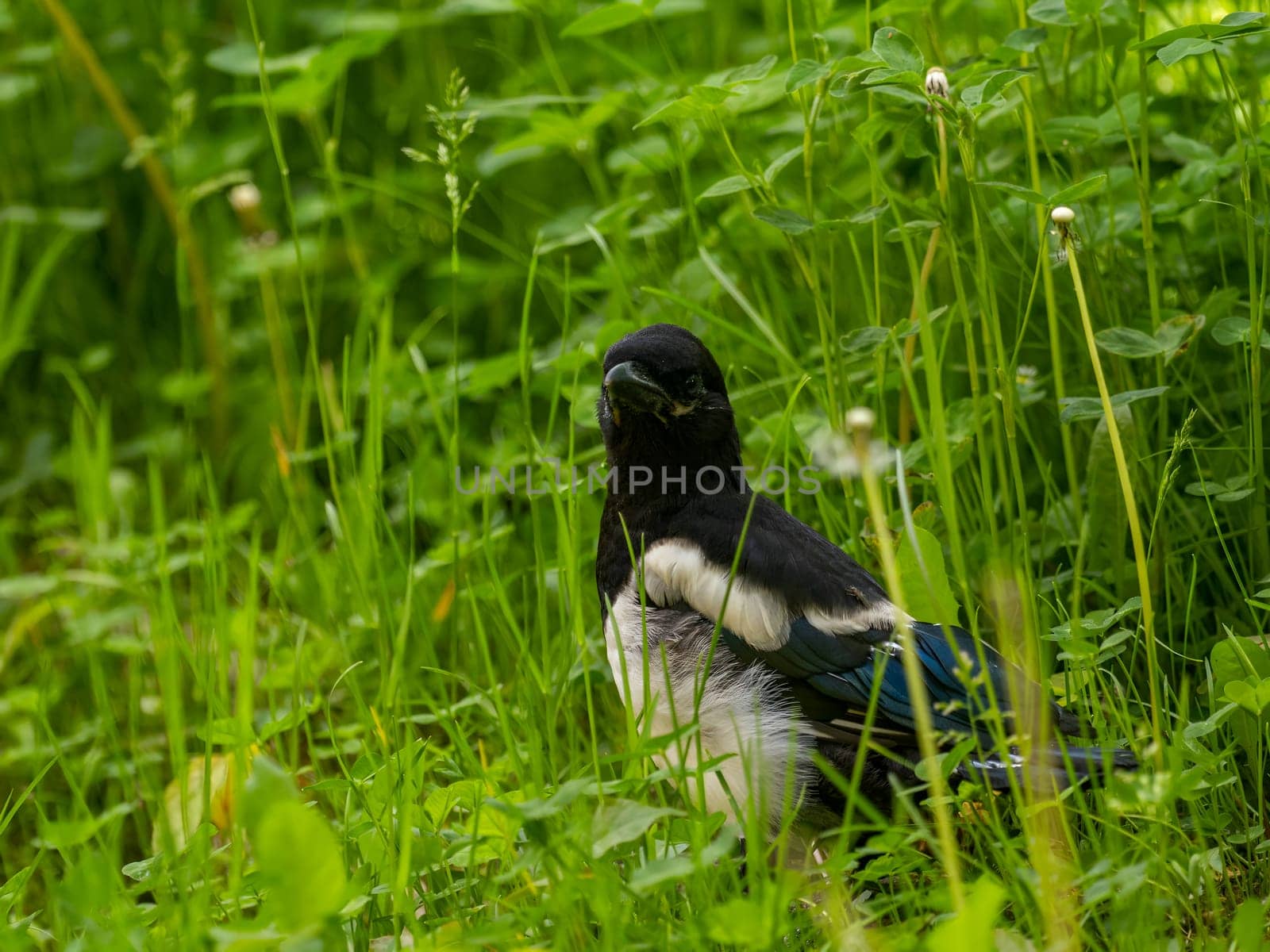 The magpie swoops gracefully amidst a sea of vibrant green plant leaves, showcasing its beauty and agility in its natural environment.